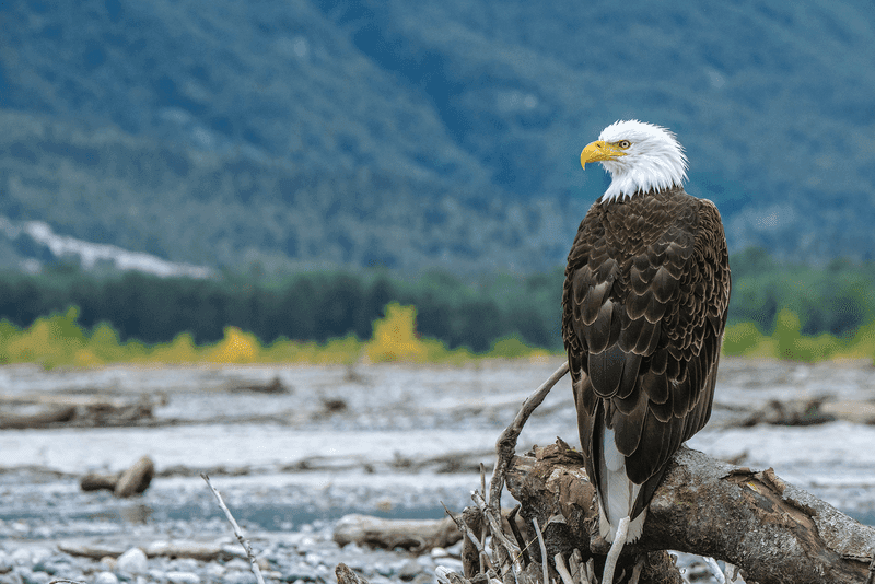 North America thumbnail image