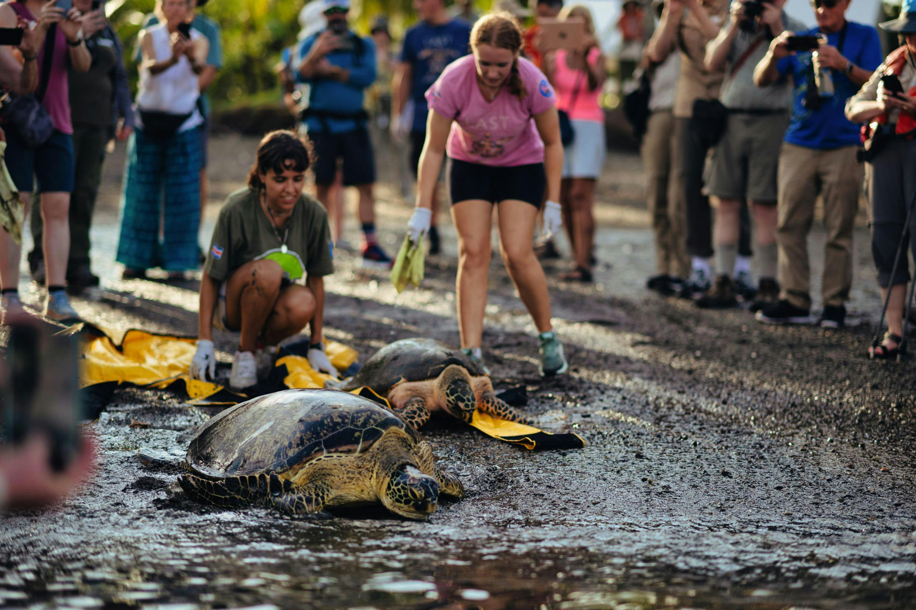 An extraordinary sea turtle experience awaits on Costa Rica's wild Osa Peninsula, home to the Latin American Sea Turtles (LAST) Association