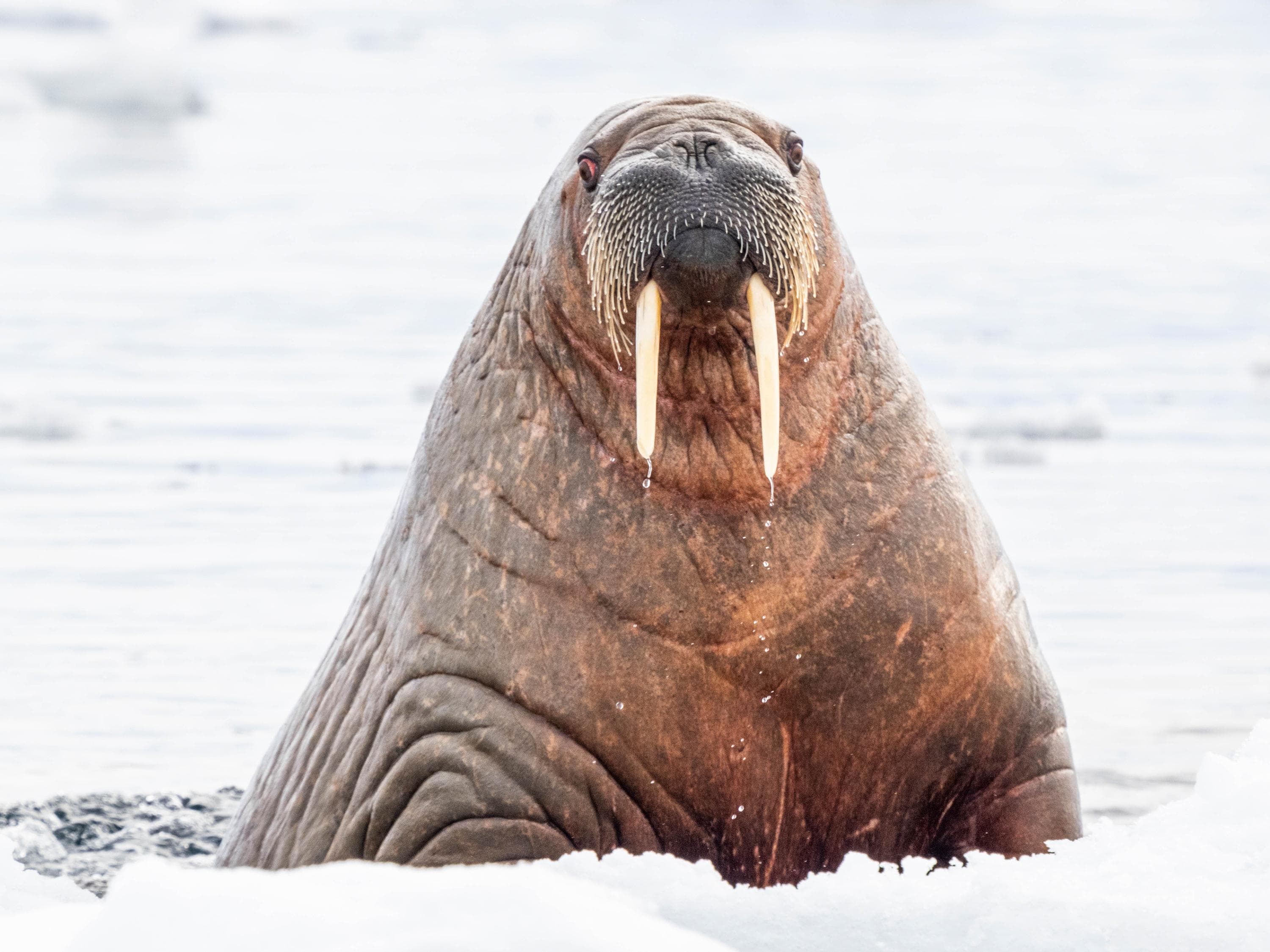 Adult female walrus, Odobenus rosmarus, swimming near ice floes near Storøya, Svalbard, Norway..