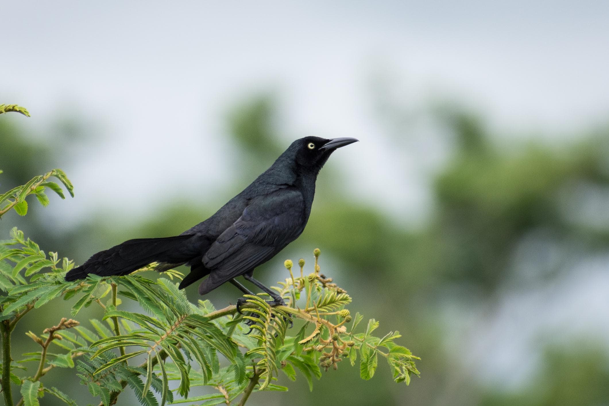 Quiscalus nicaraguensis. Nicaraguan Grackle. Zanate de Laguna.
