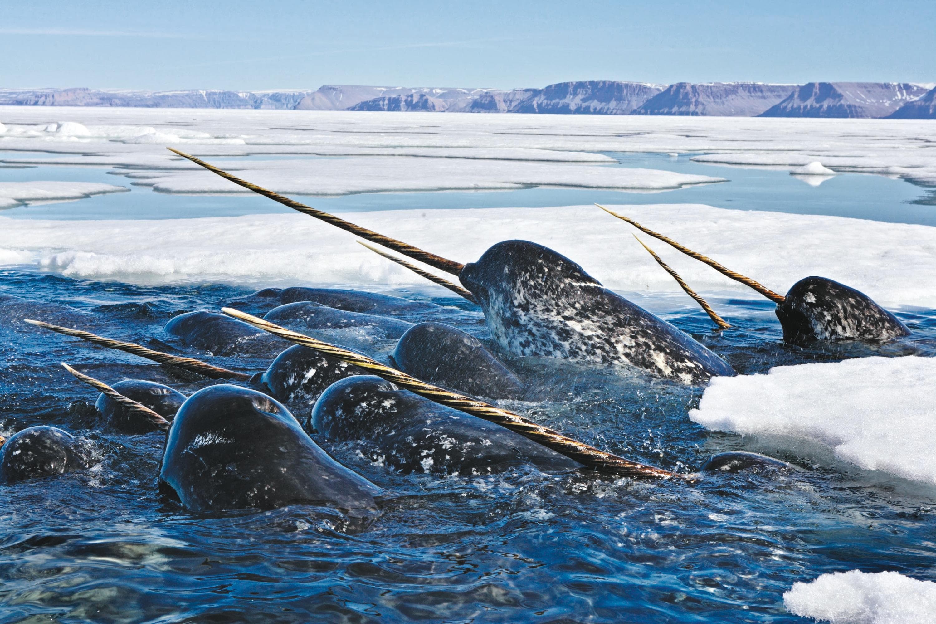 A pod of male narwhals gather at the Arctic ice edge to eat cod in Greenland