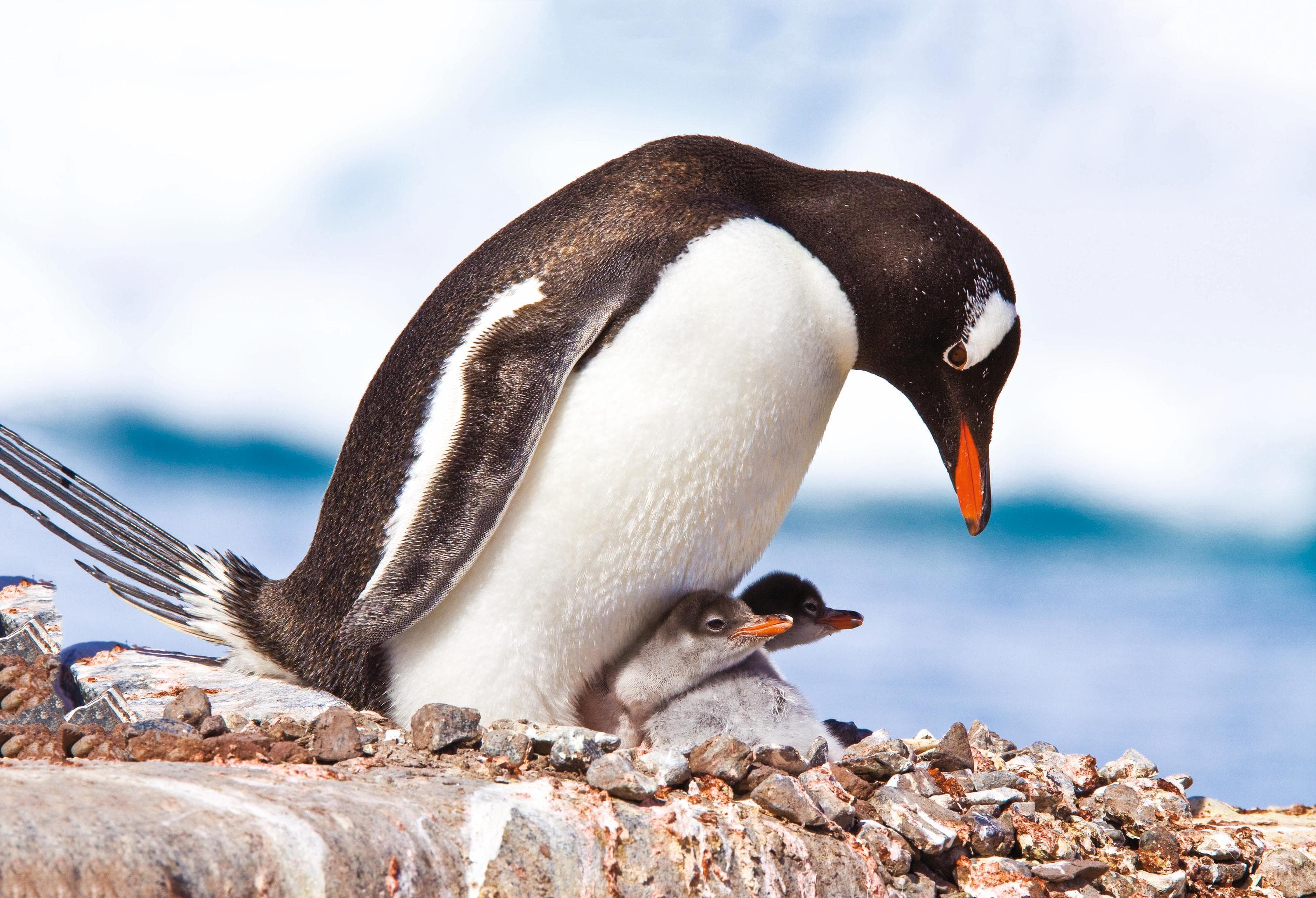 A Gentoo penguin with their two chicks in Antarctica.