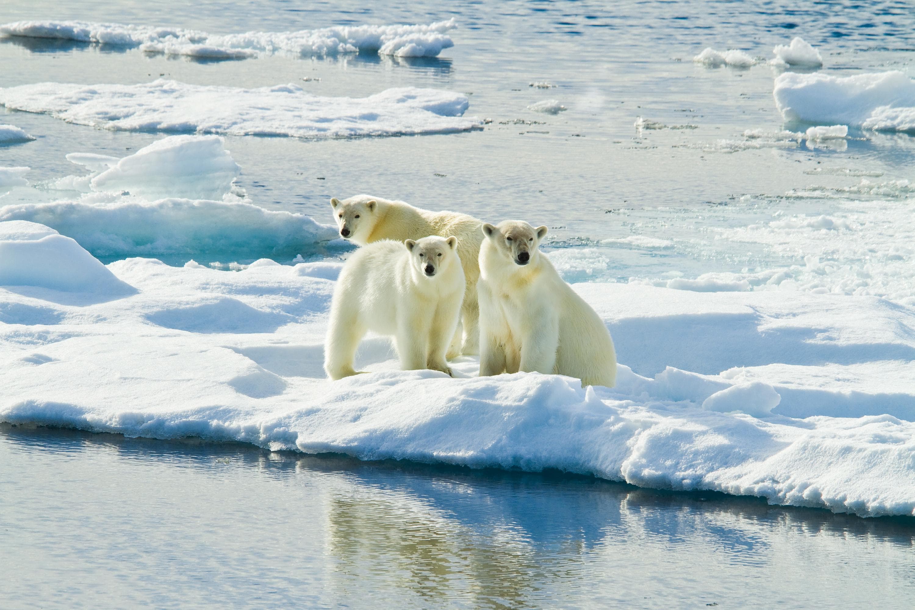 Three Polar Bears on pack ice in Svalbard Archipelago, Norway