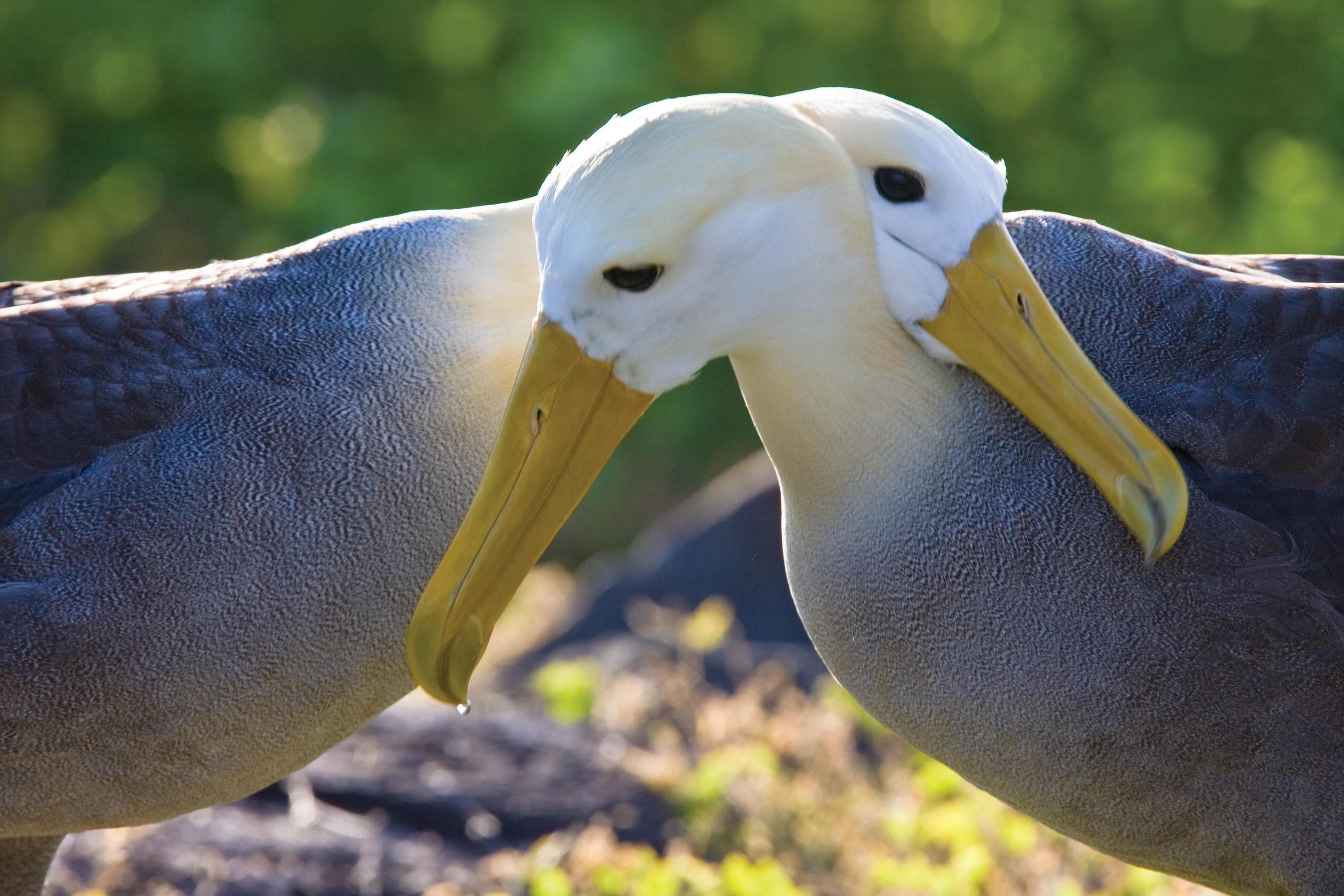 Two adult Waved albatross courting on Espanola Island in the Galapagos Islands, Ecuador