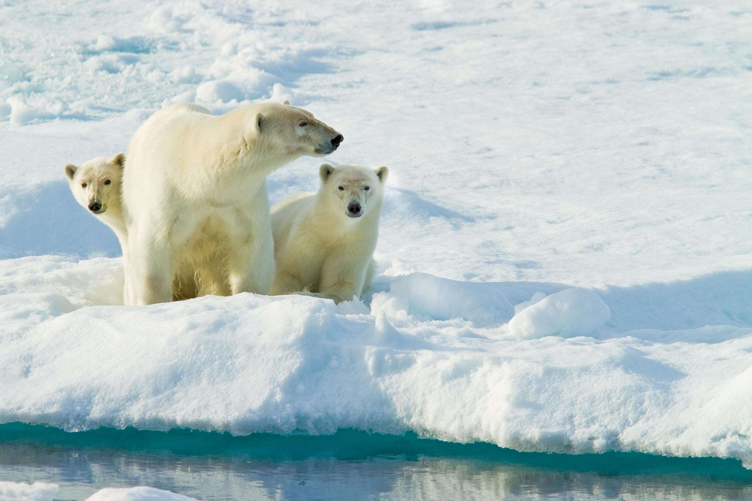 Polar bear and cubs in Svalbard Archipelago, Norway
