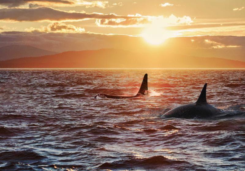 Expedition Spotlight: The Pristine Ecology of British Columbia's Inside Passage - Video