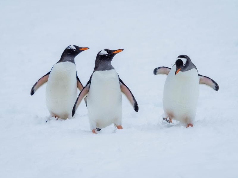 Antarctica thumbnail image