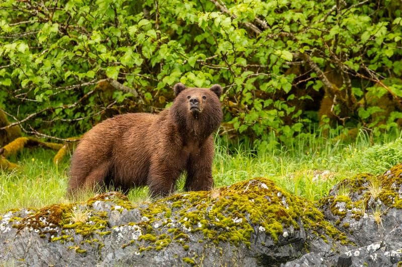 Alaska thumbnail image