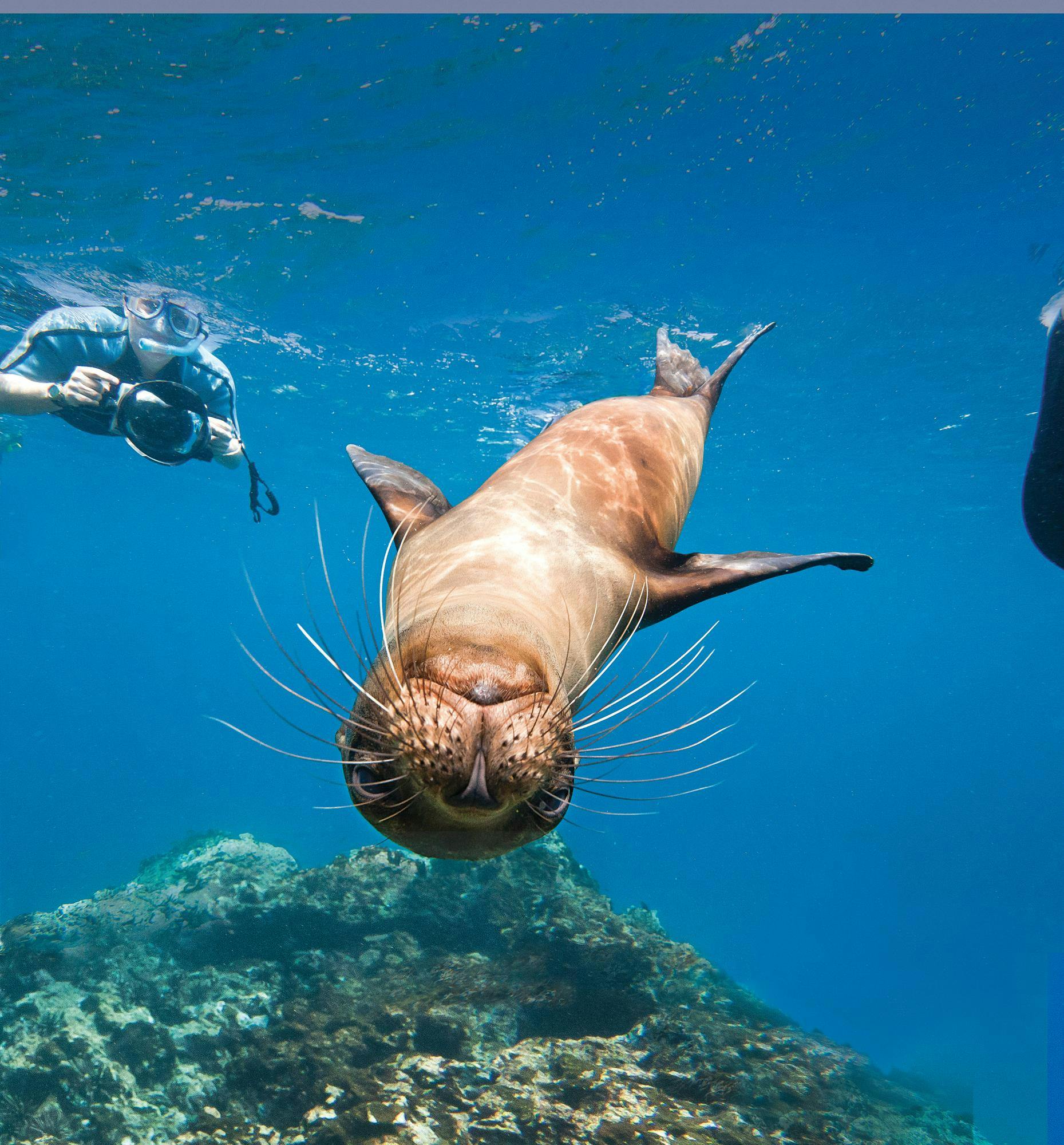 Galapagos sea lions underwater with snorkelers on Champion Island in the Galapagos Islands, Ecuador