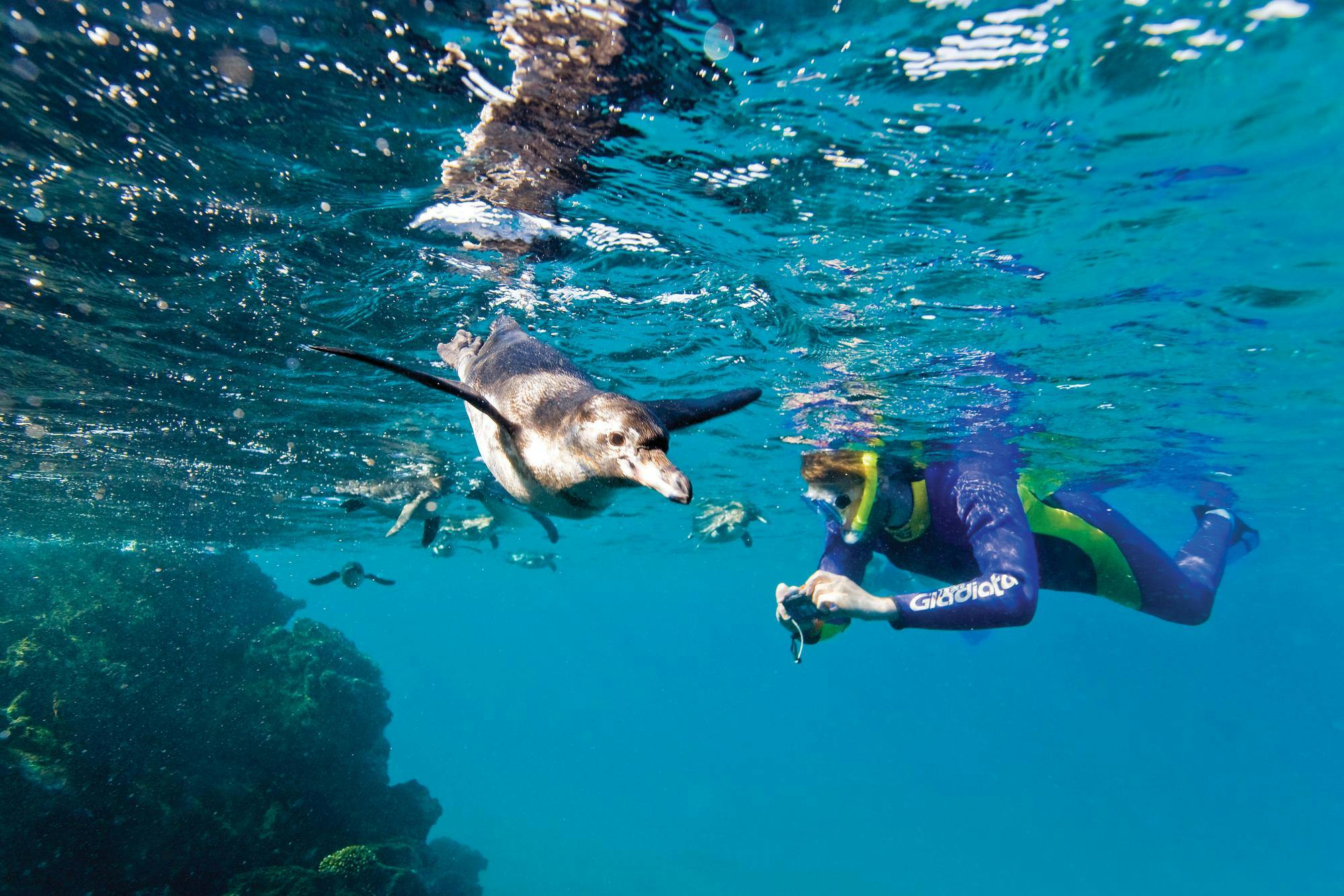 Adult Galapagos penguin hunting fish underwater as a guest snorkels and photographs his activity in Galapagos Islands, Ecuador