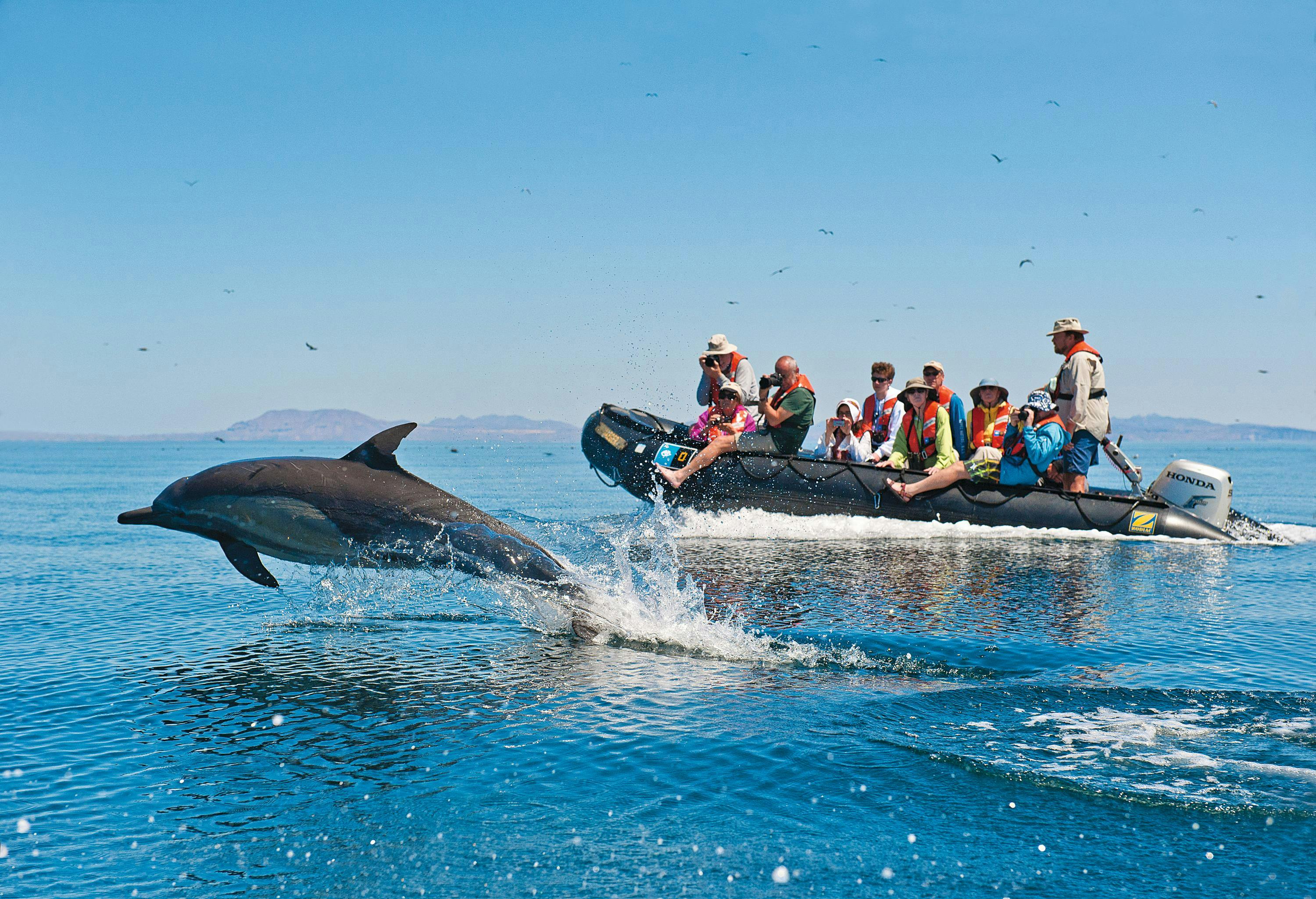 Guests get a upclose encounted with a dolphin bow-riding next to their zodiac in Baja California, Mexico