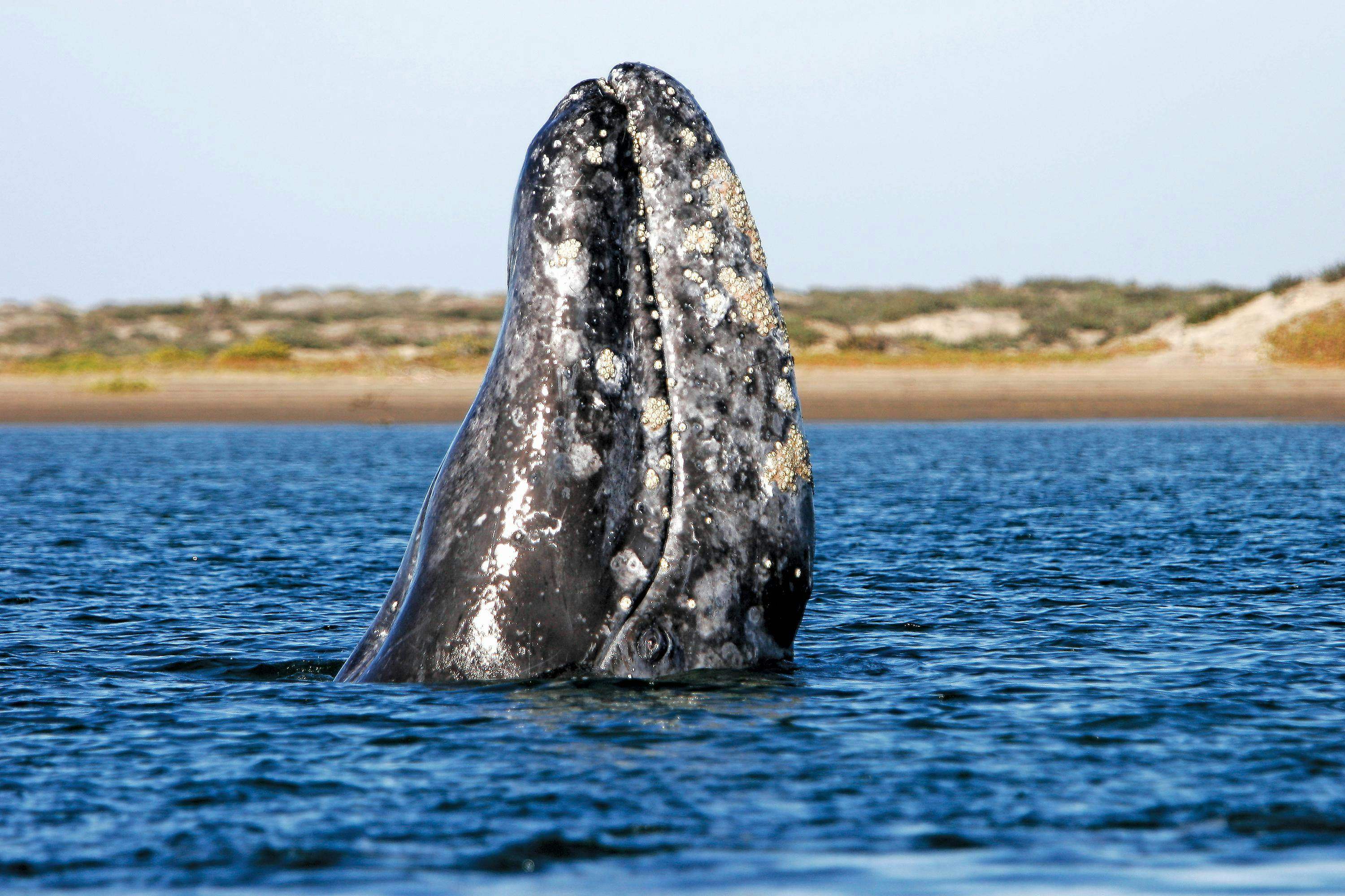 California Gray Whale spy-hopping in calving lagoons along the Pacific side of the Baja Penninsula, Mexico