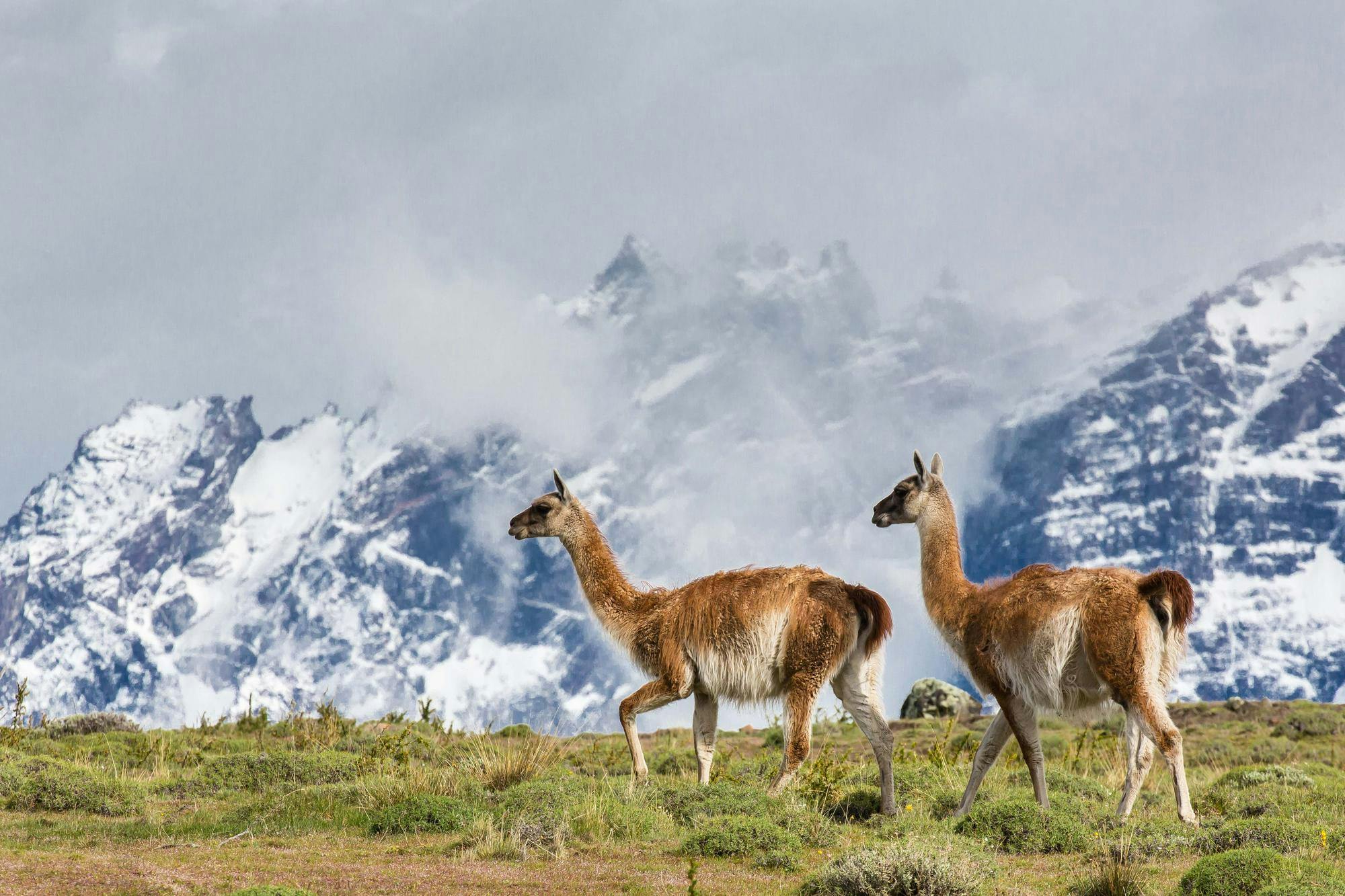 Adult guanaco in Torres del Paine National Park, Patagonia, Chile.