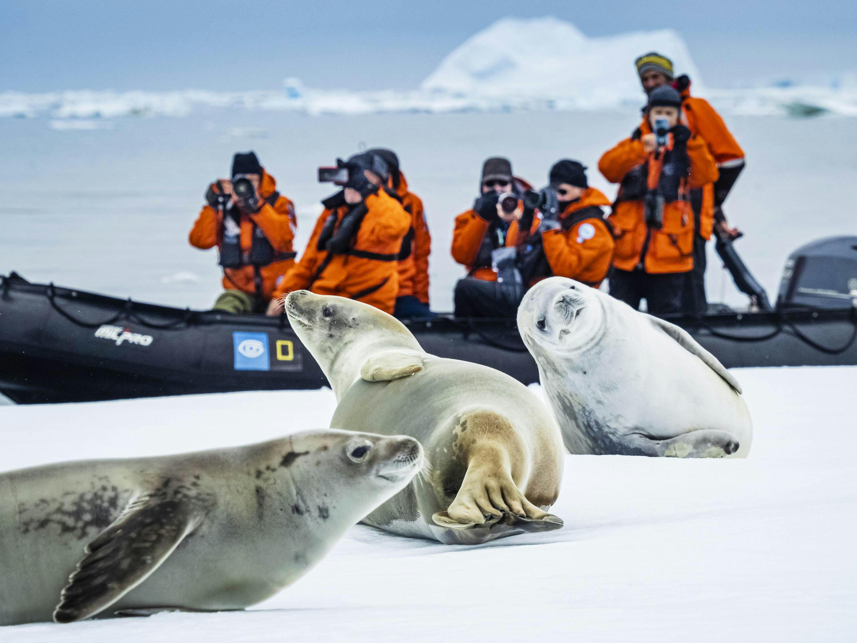 Crabeater Seals on the pack ice in the BellingsHausen Sea, Antarctica