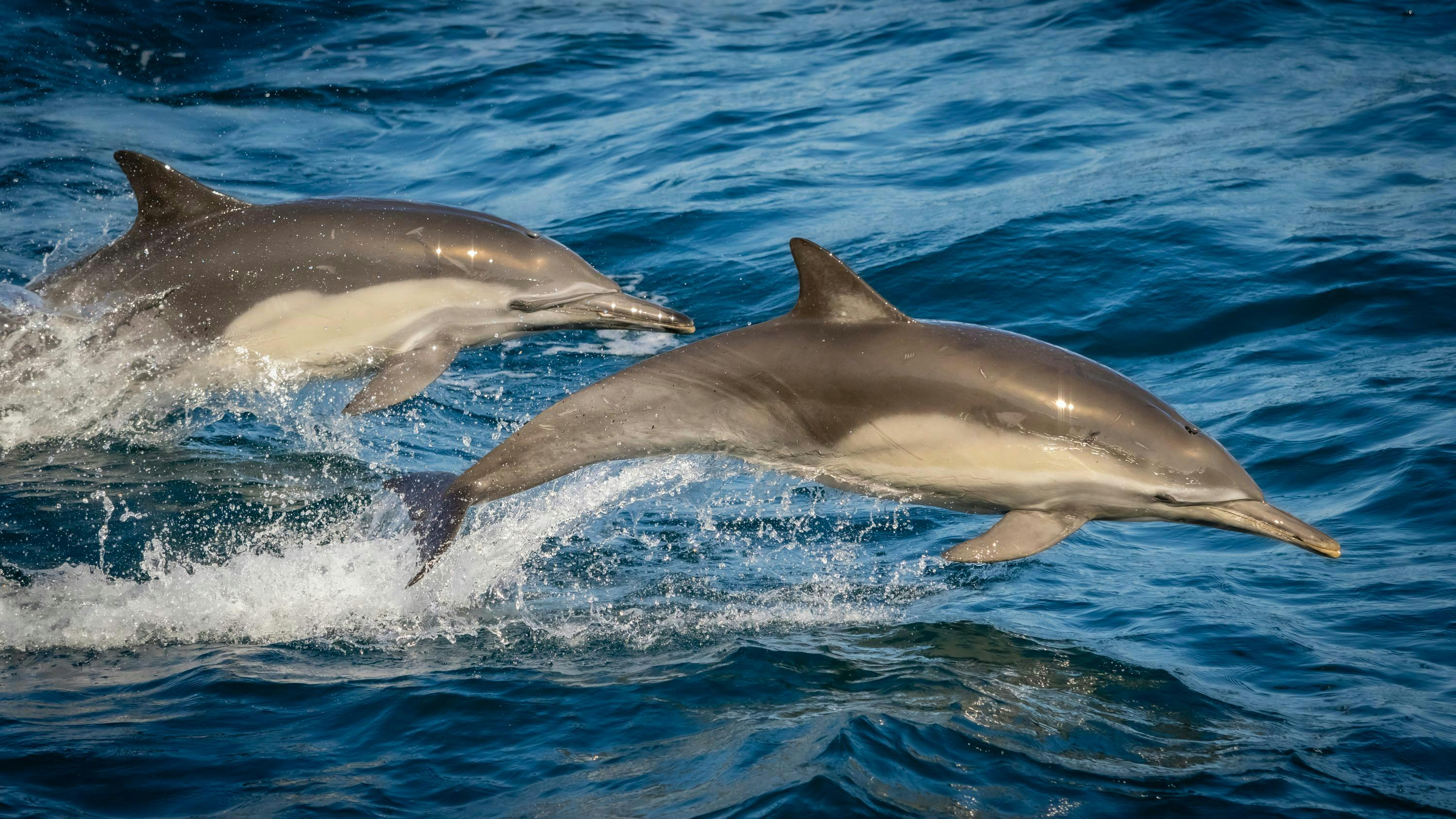 Teo Long-beaked Common Dolphins swiming in the Gulf of California, Mexico