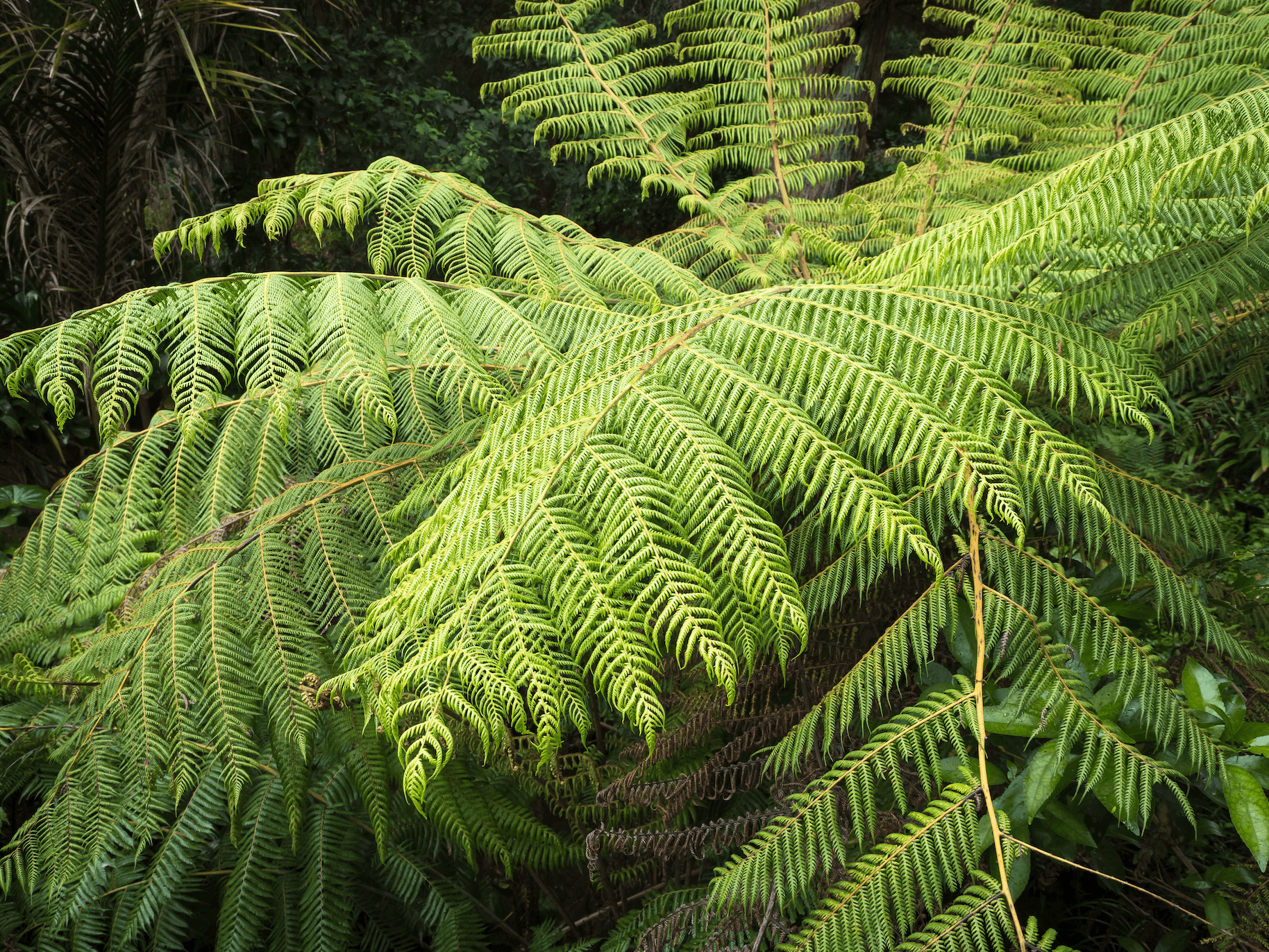 Norfolk Island Fern.jpg