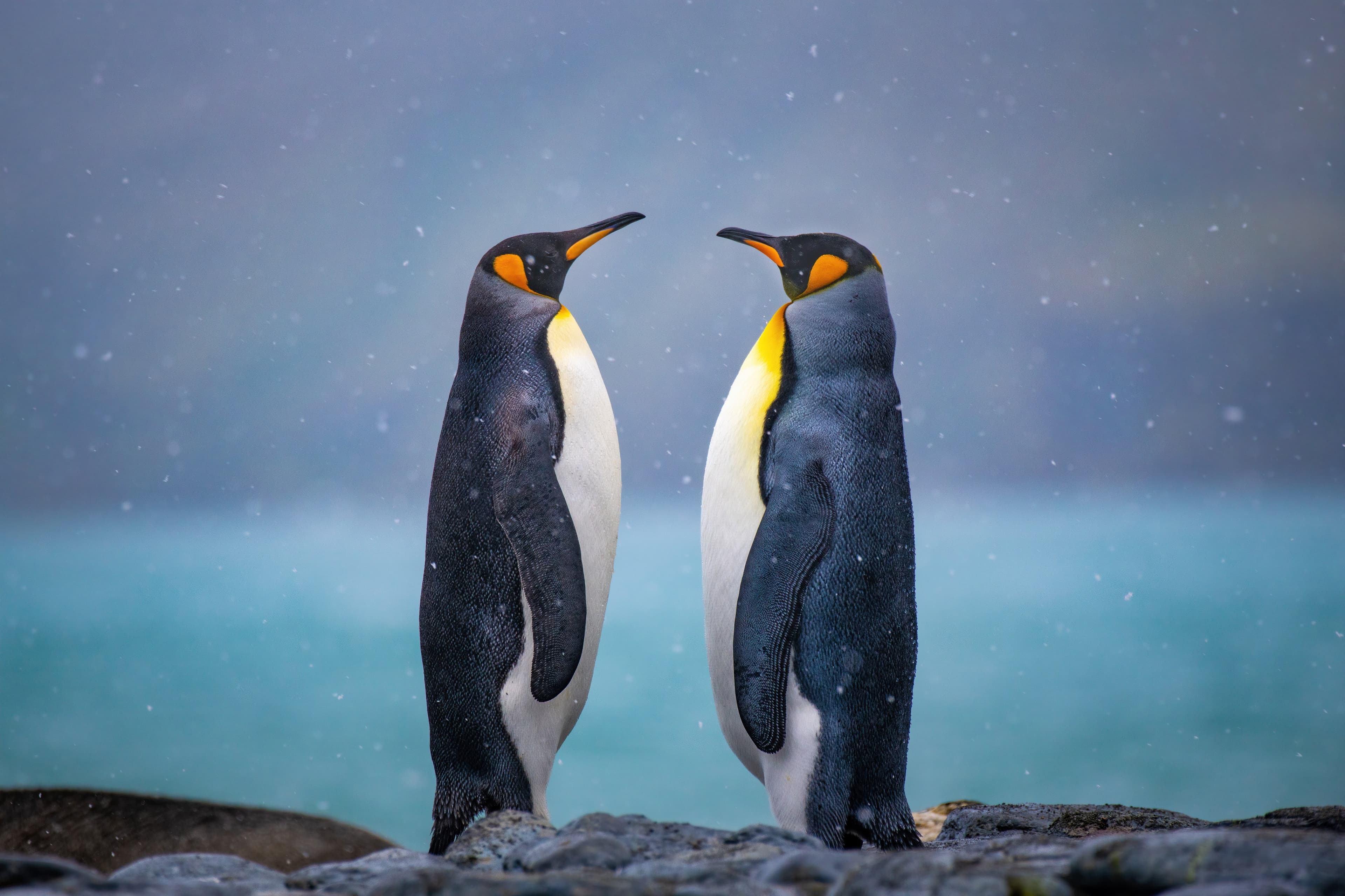 Large RGB-LEX-Antarctica Penguins MS-7723Passion.jpg