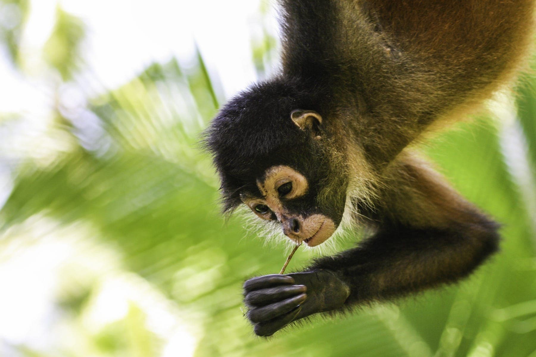 Spider Monkey in Corcovado.jpg