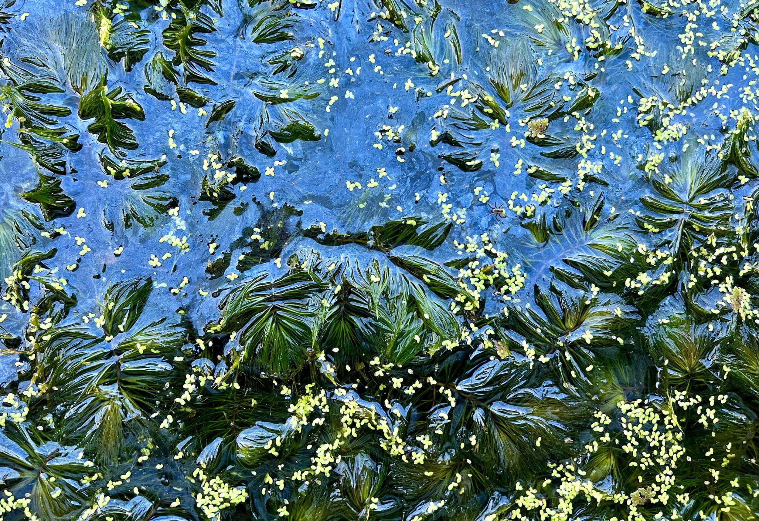 algae and tiny yellow flowers