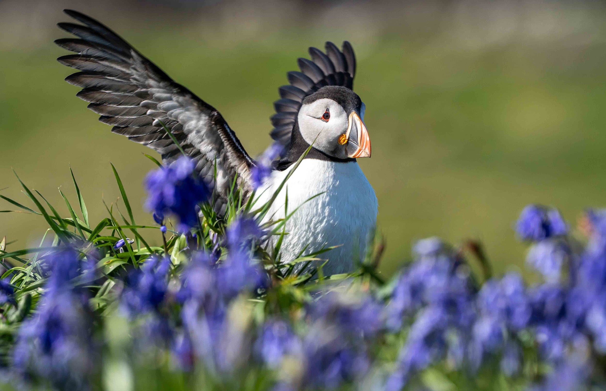 a puffin flaps its wings in a field of blue flowers