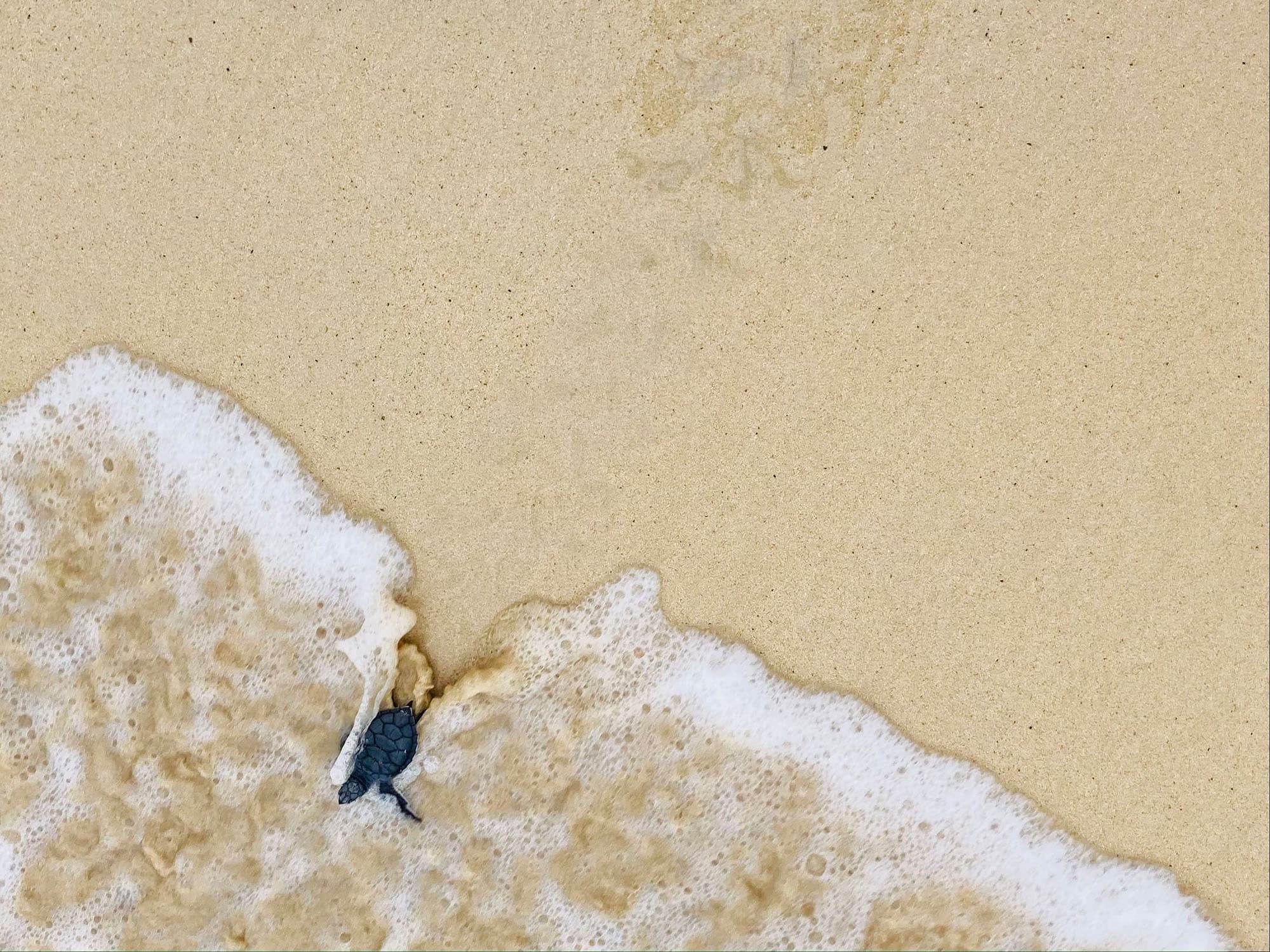 sea turtle on a beach