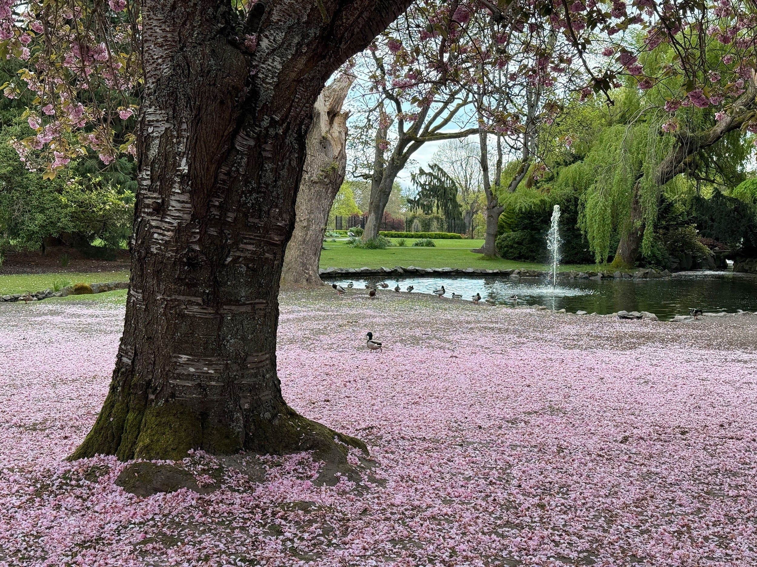 a tree covered in pink blossoms