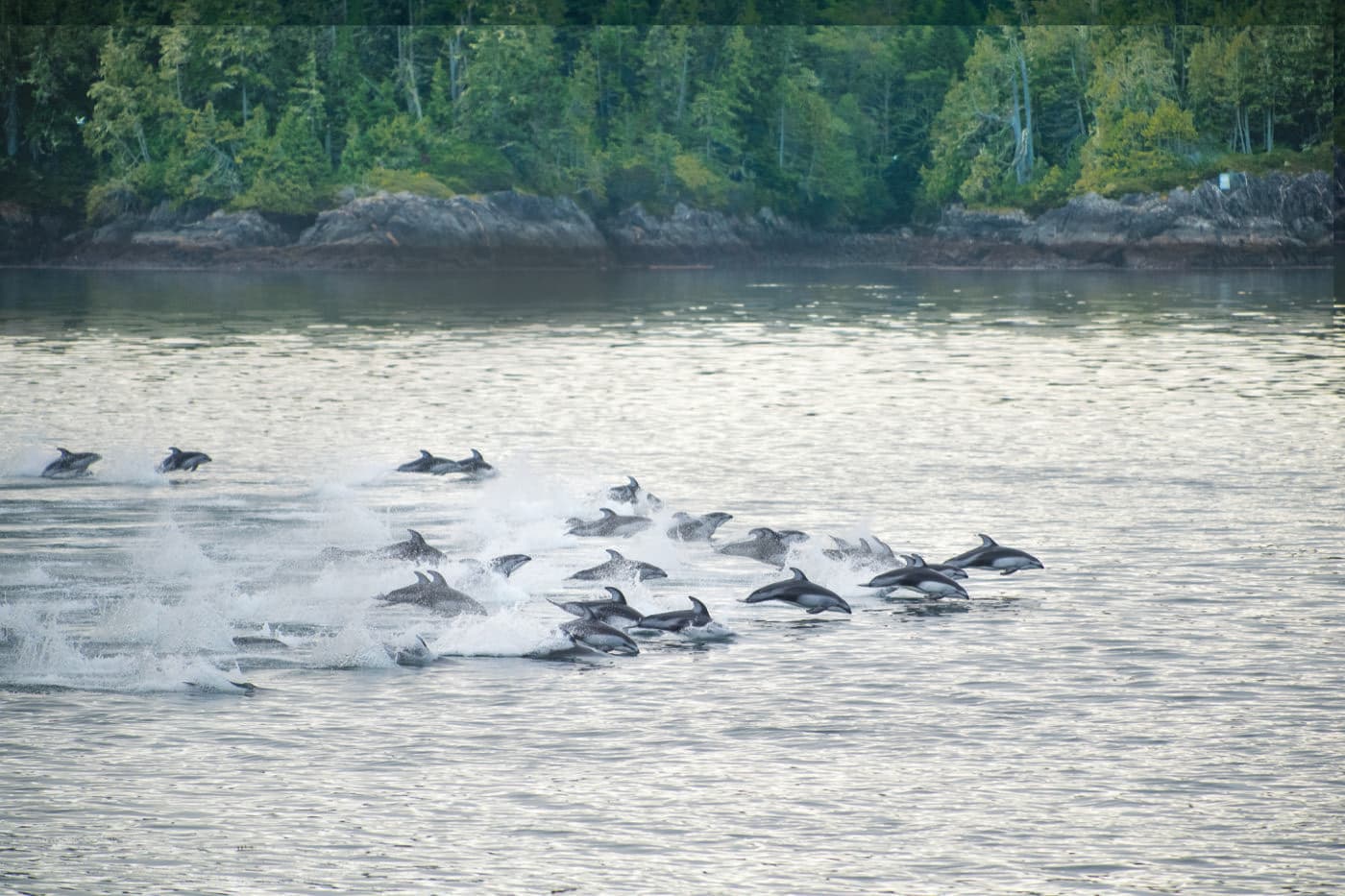 a large group of dolphins seeming to race at great speeds, all heading in the same direction