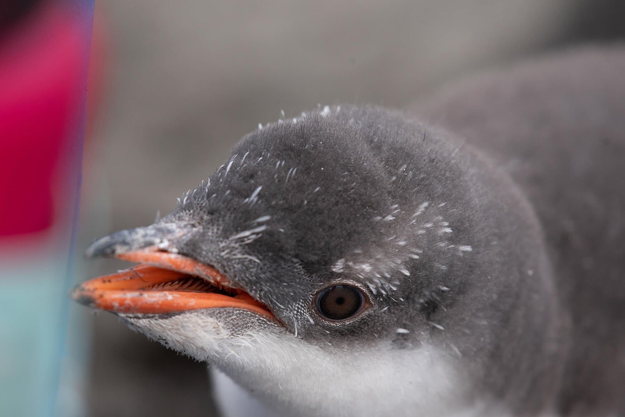 close-up of a baby gentoo penguin with a fuzzy gray head