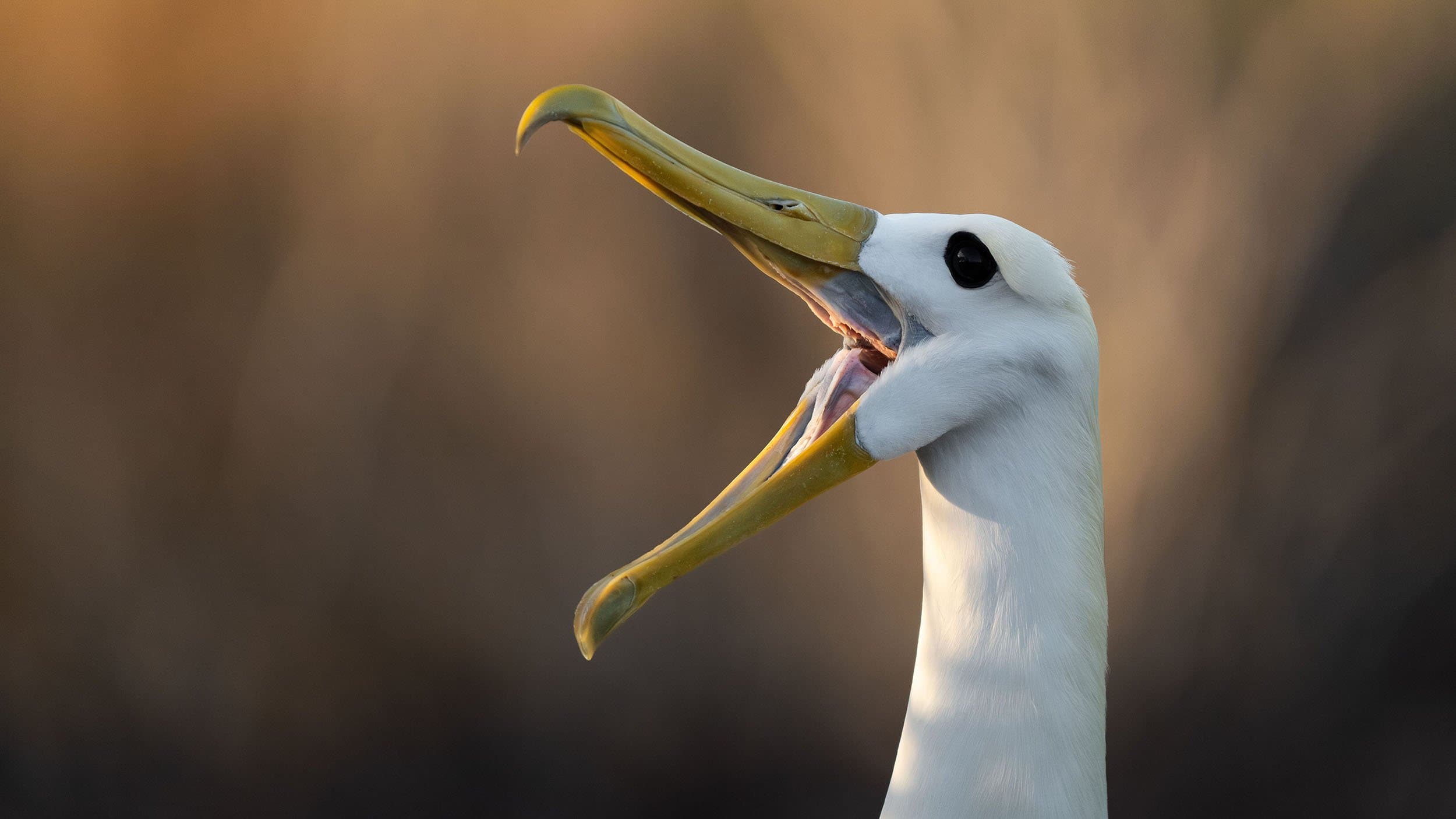 waved albatross with its bill open
