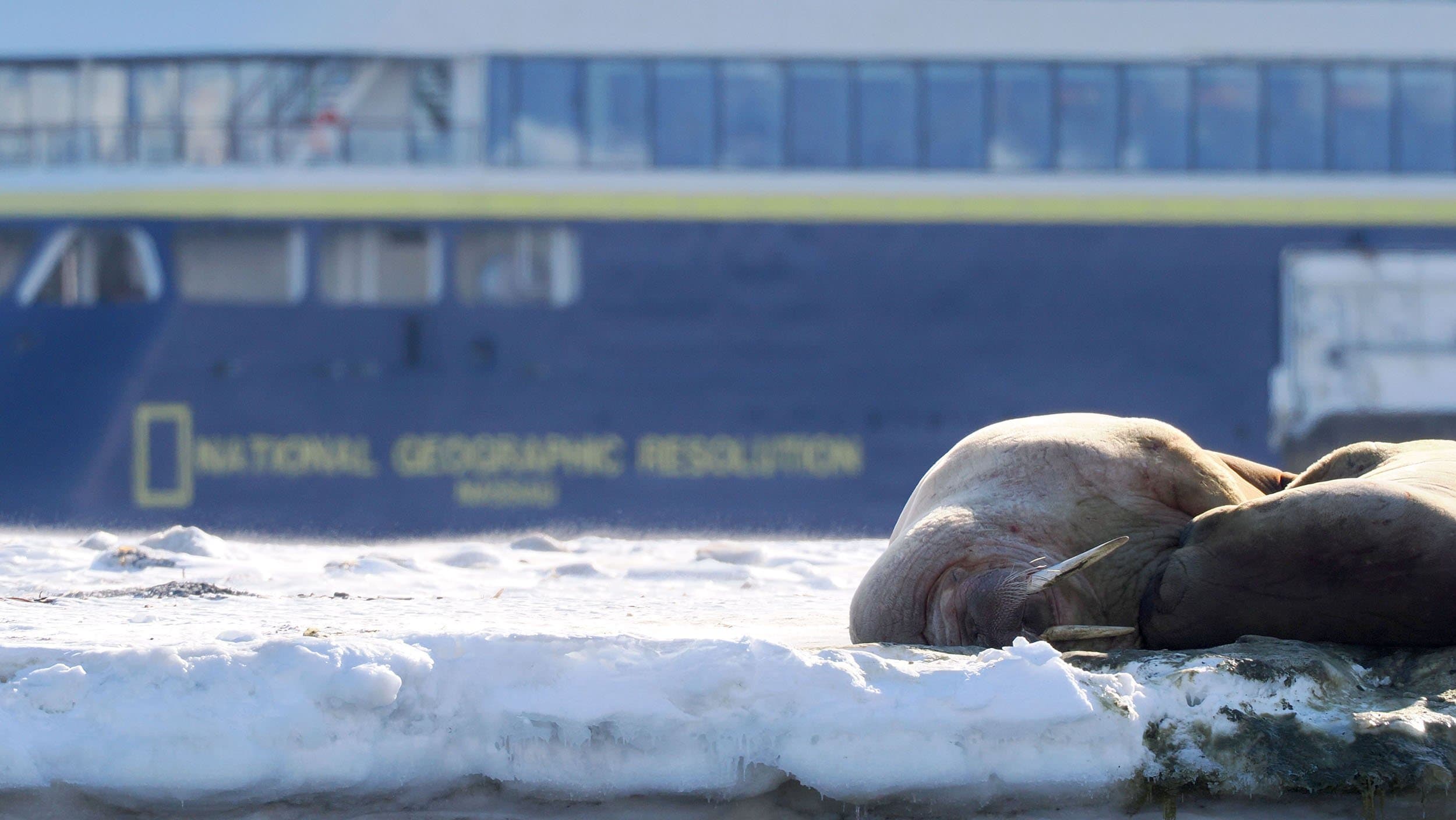 two walruses napping on an ice floe