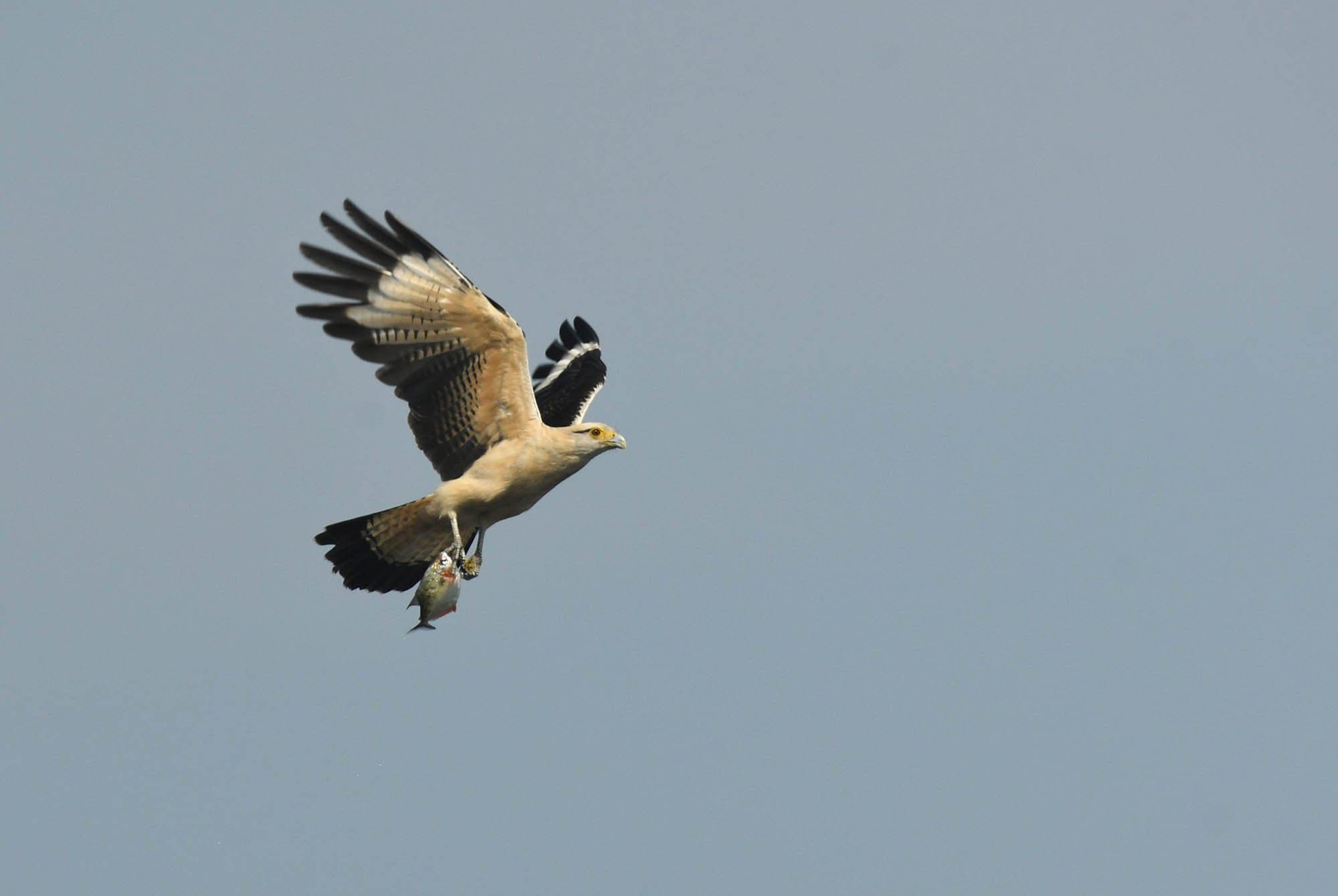 yellow-headed caracara