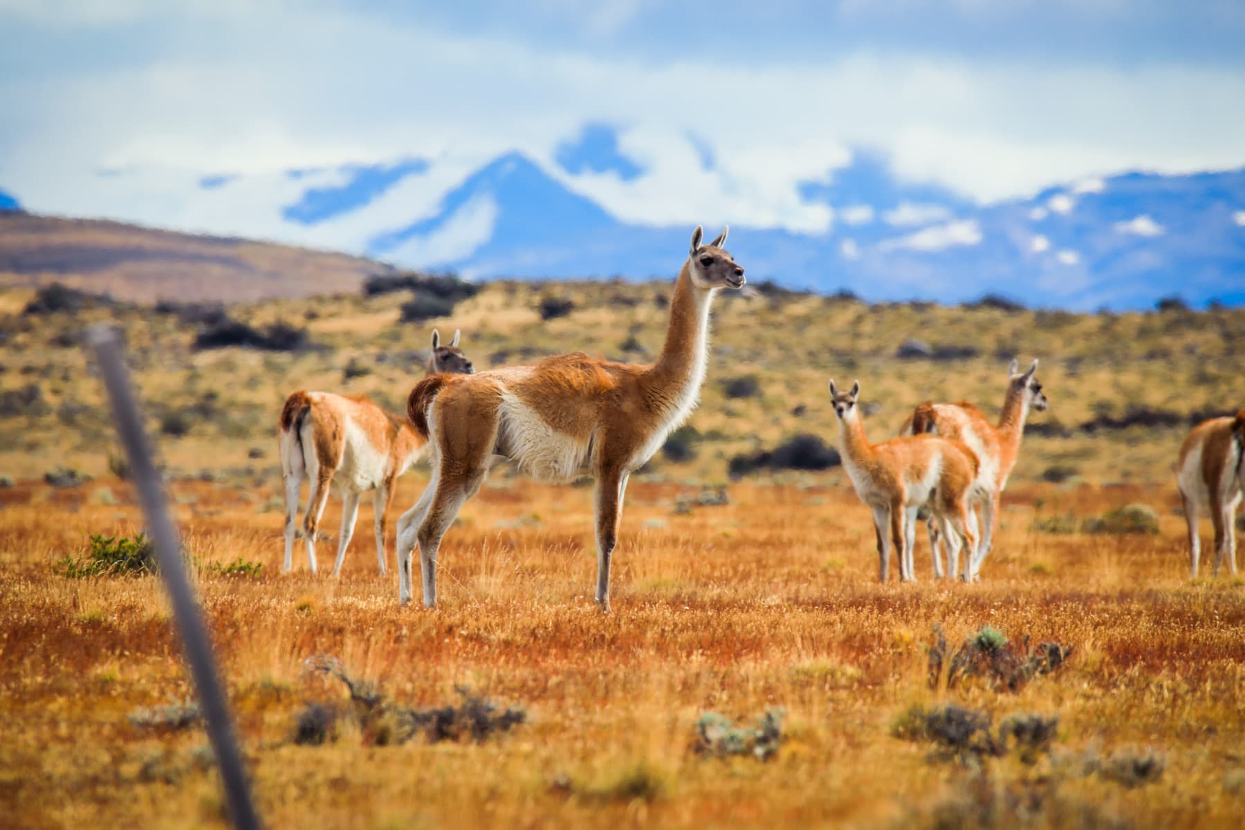 Hero Image Guanacos in Torres del Paine(1).jpg