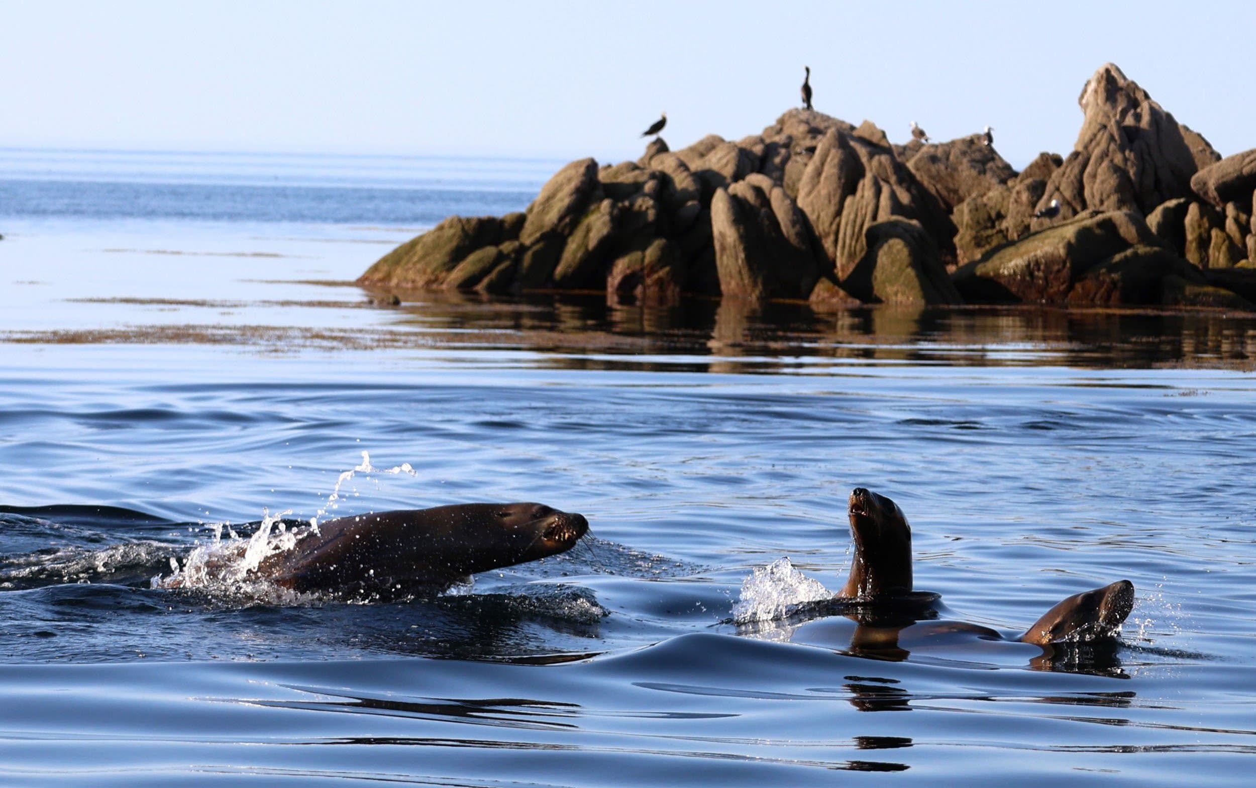 sea lions playing in the water