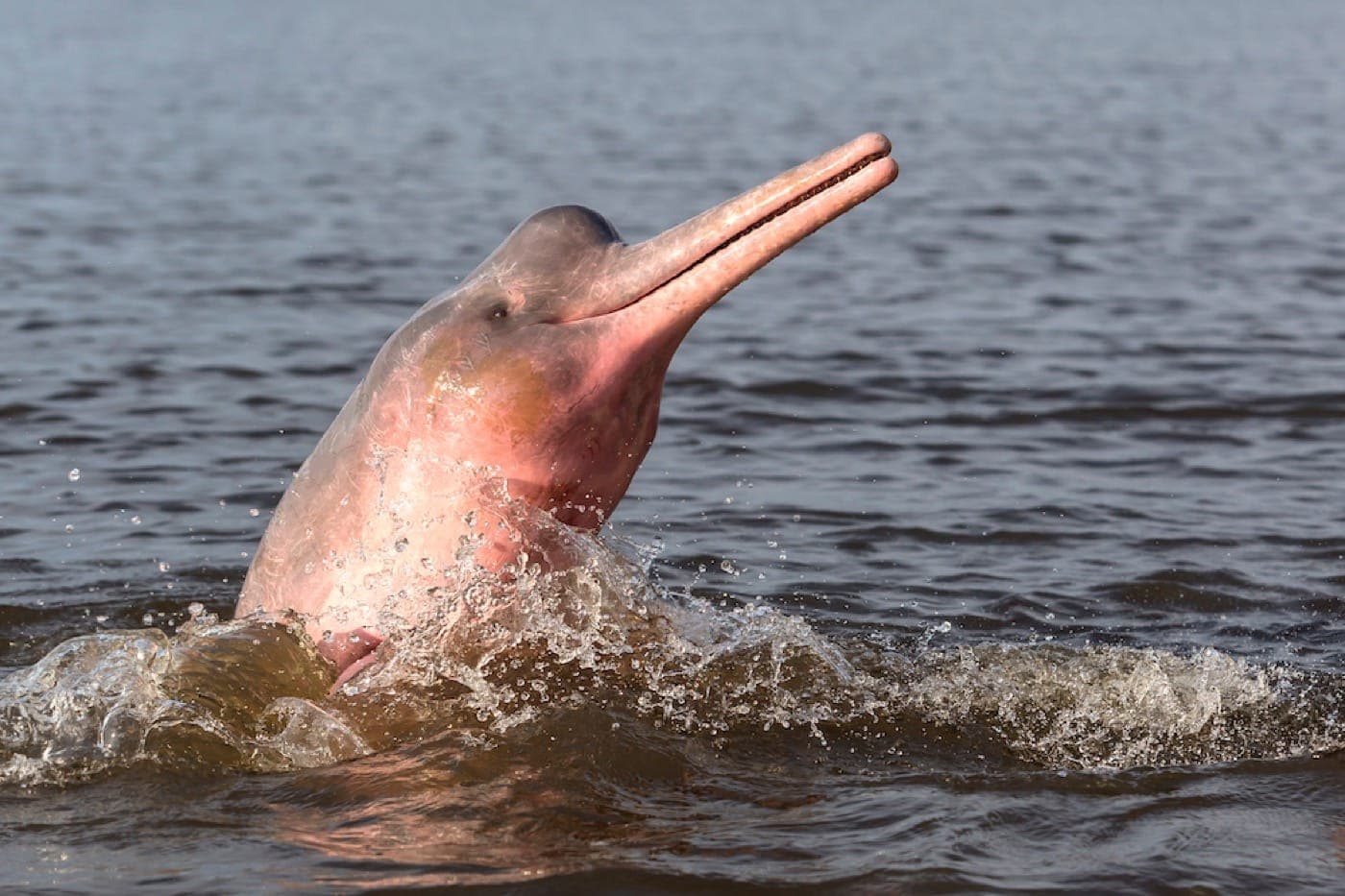 a salmon-pink dolphin-like creature with a long snout sticks its bulbous head out of the water, seeming to smile