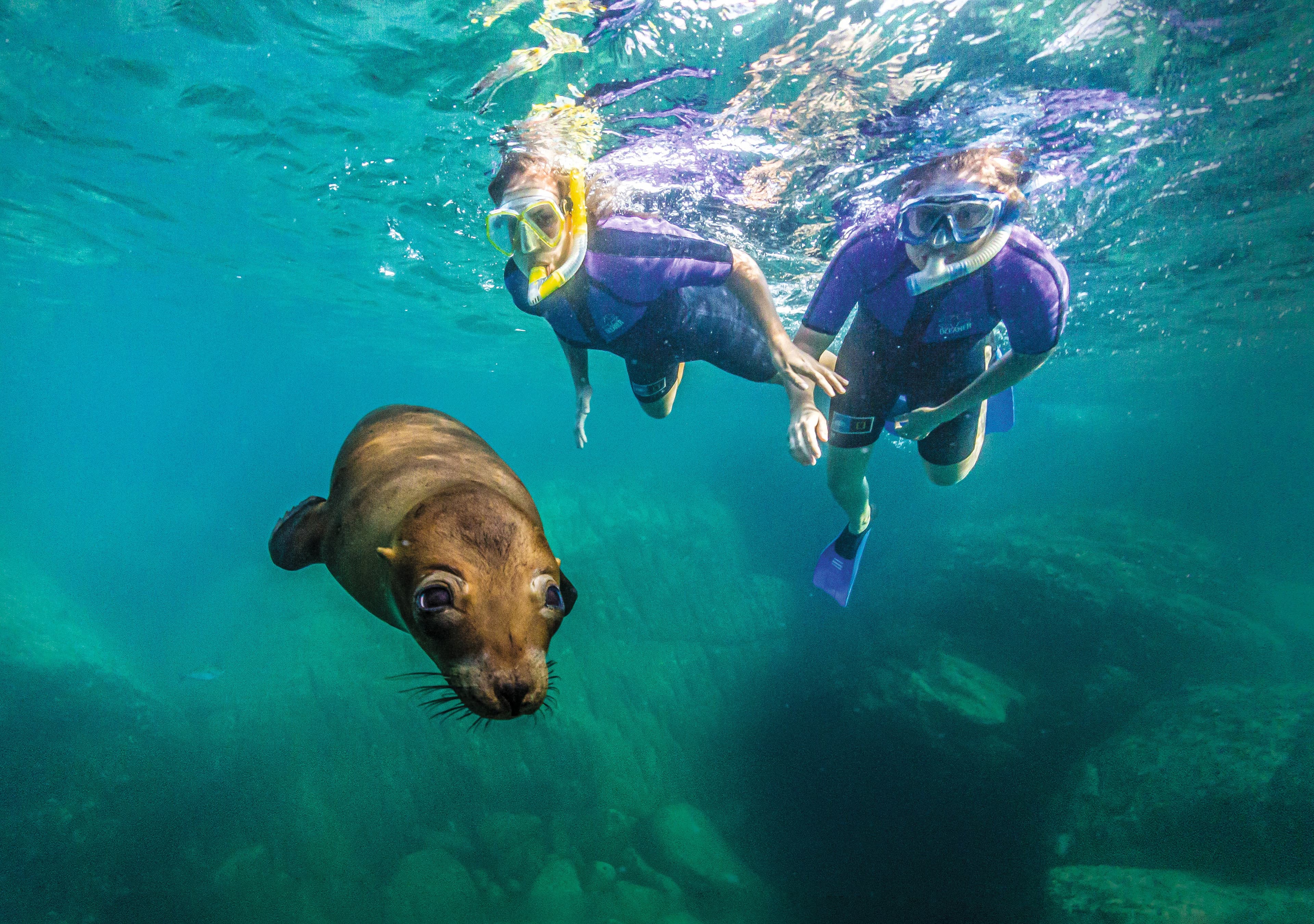 A young California sea lion swims with two snorkelers underwater at Los Islotes, Gulf of California, Baja California, Mexico.