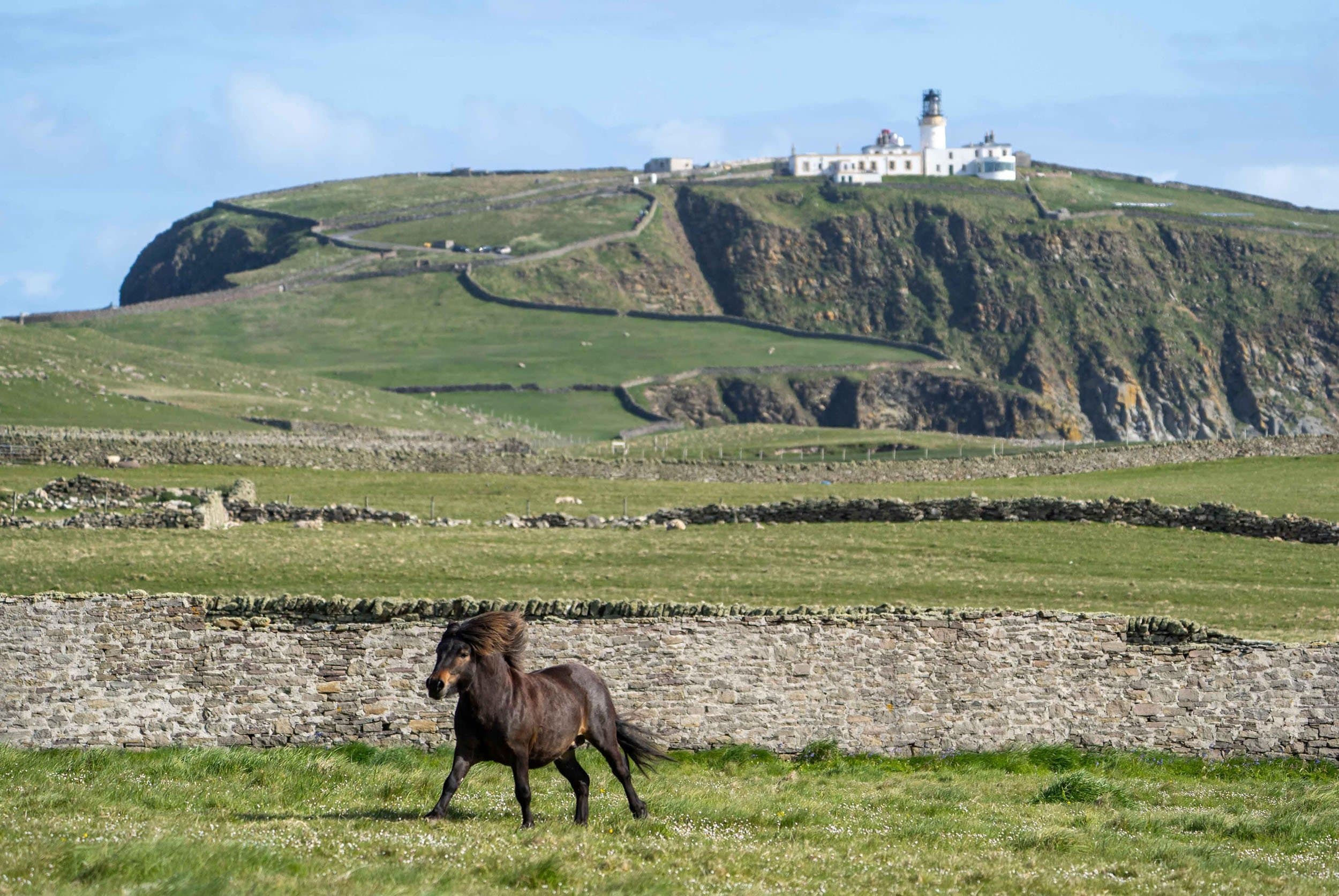 shetland pony in a green field