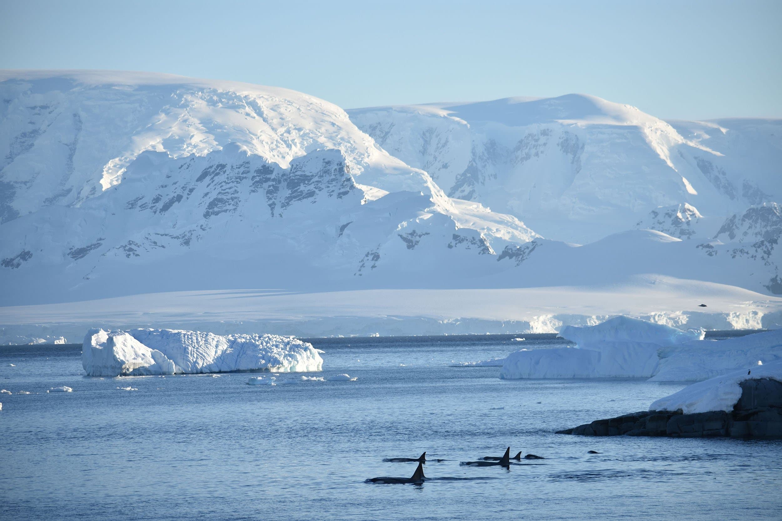 type b orca whales in front of large icebergs