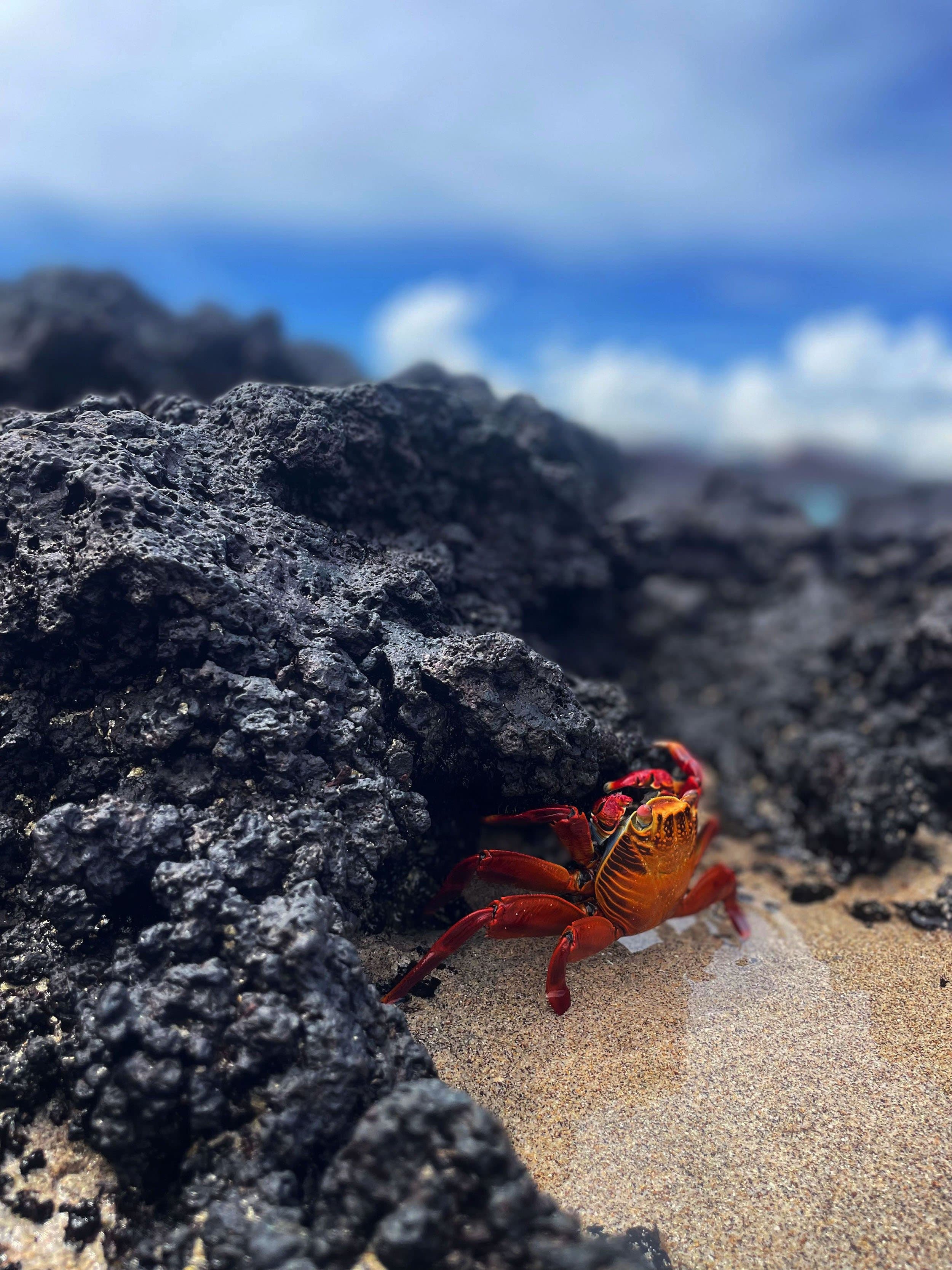 sally lightfoot crab on a beach
