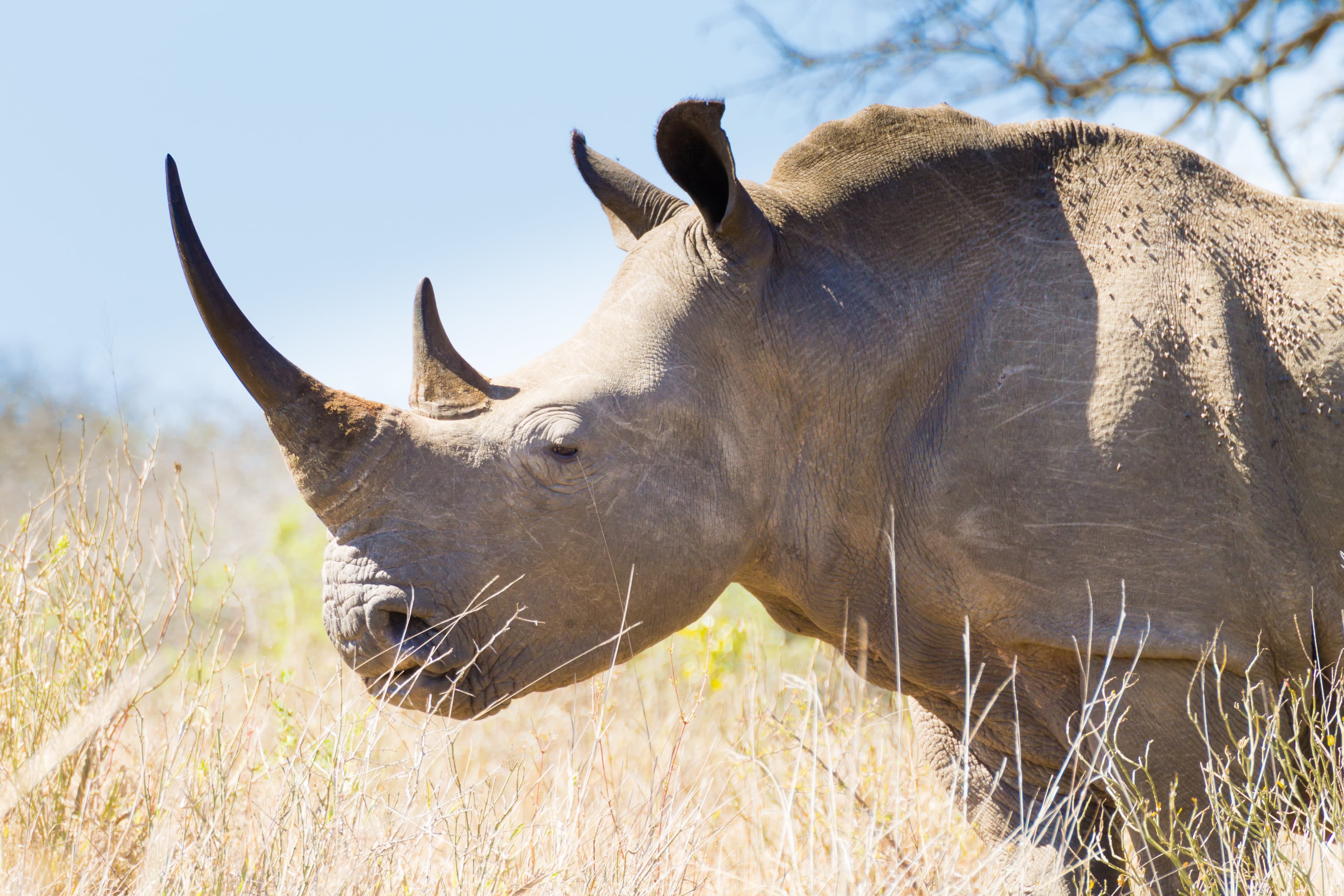 Rhino at Hluhluwe-iMfolozi shutterstock_573812902.jpg