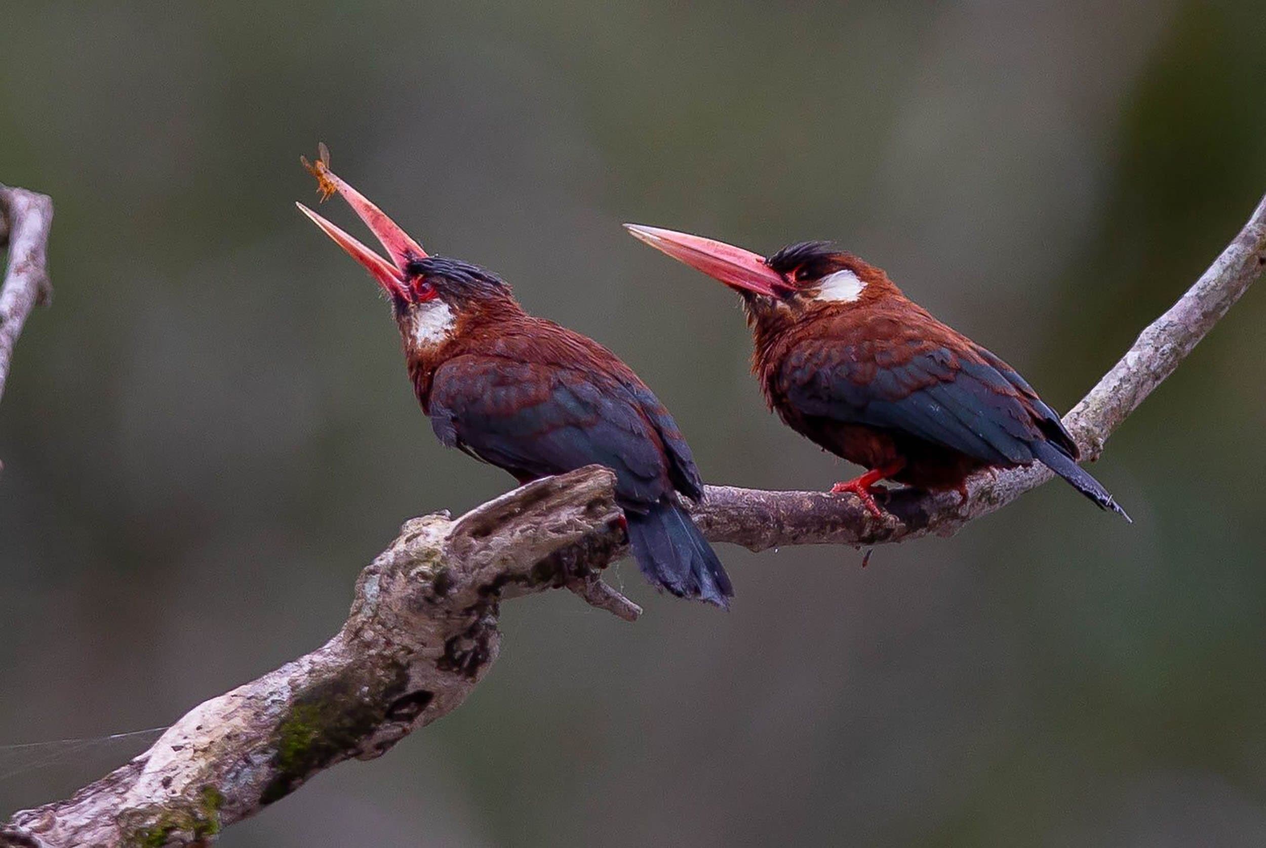two red birds on a tree branch