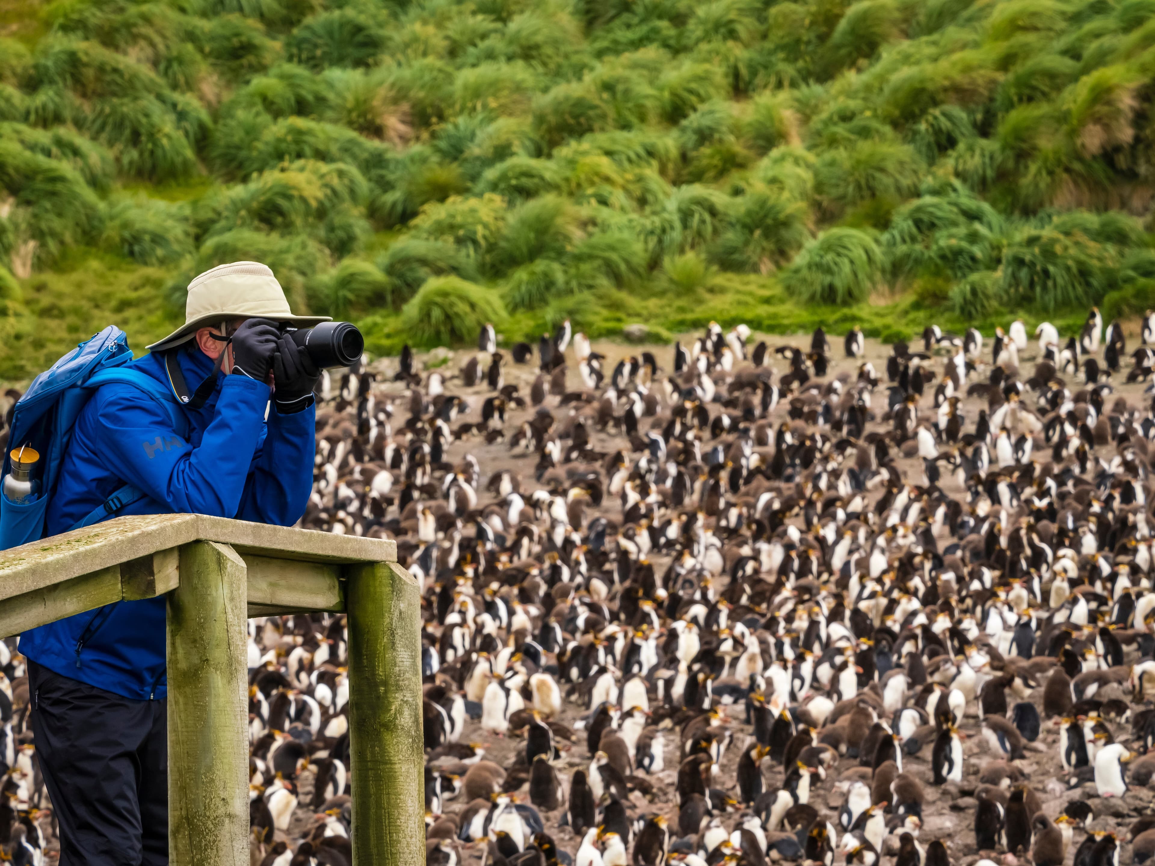 Large RGB-Lindblad Expeditions-Australia Macquarie Island AUS23_22021.jpg