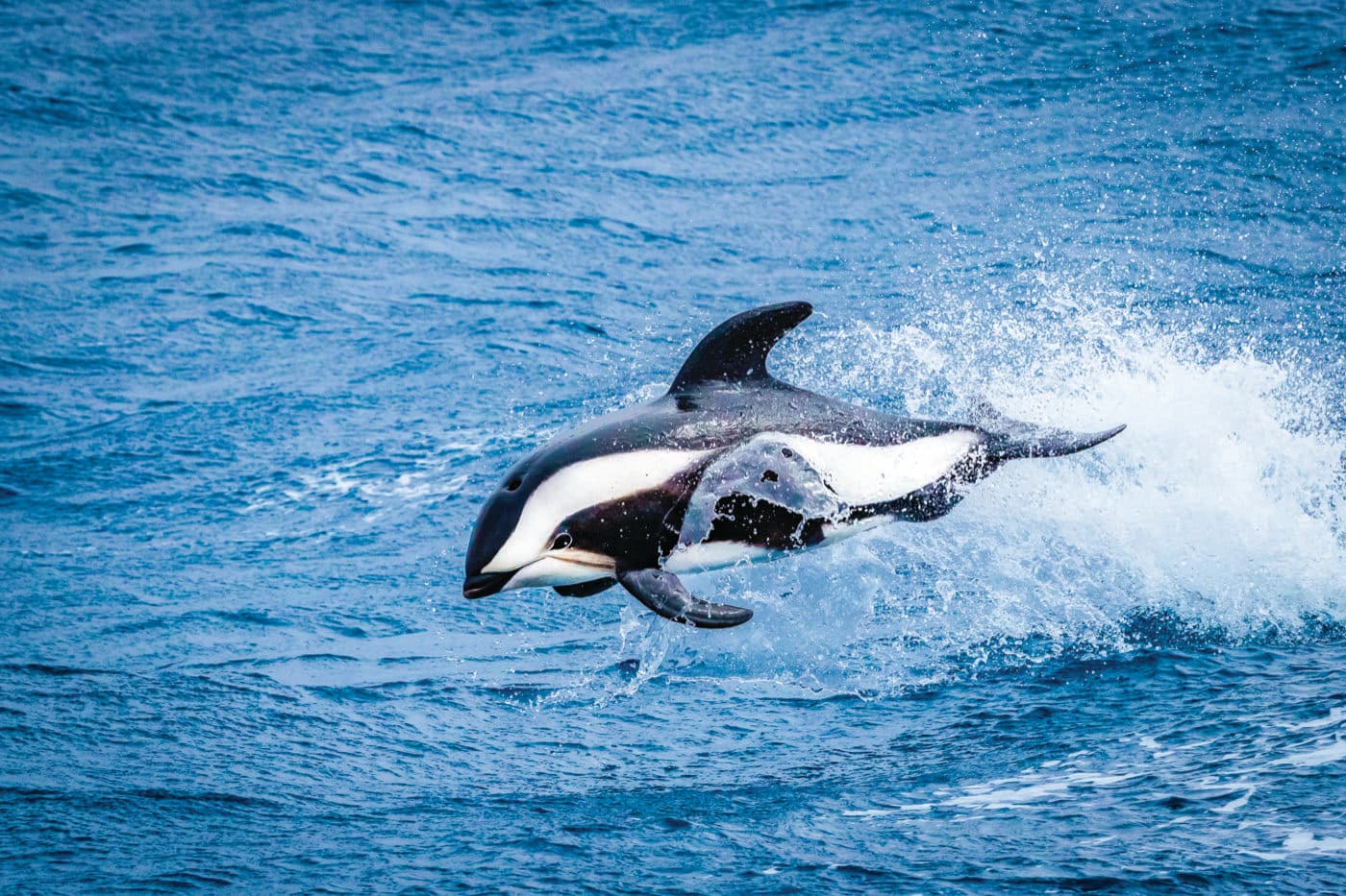 a white-streaked dolphin jumping out of the water, making a great splash