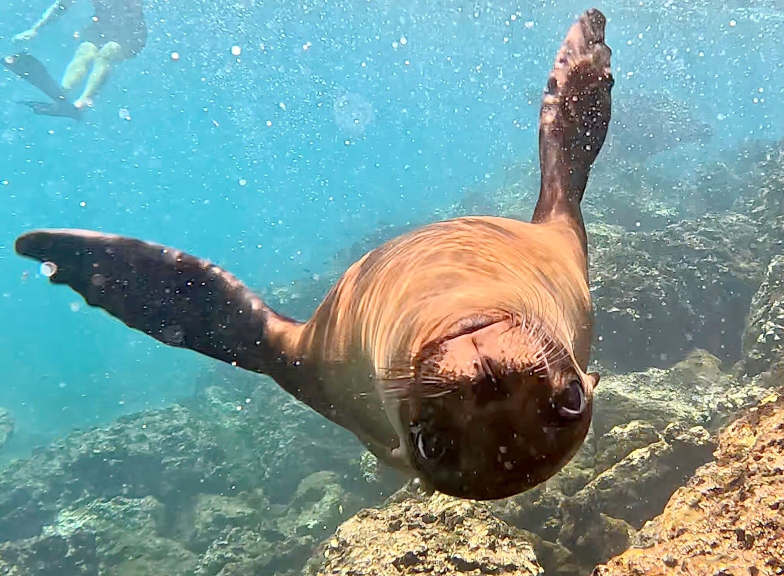 sea lion underwater