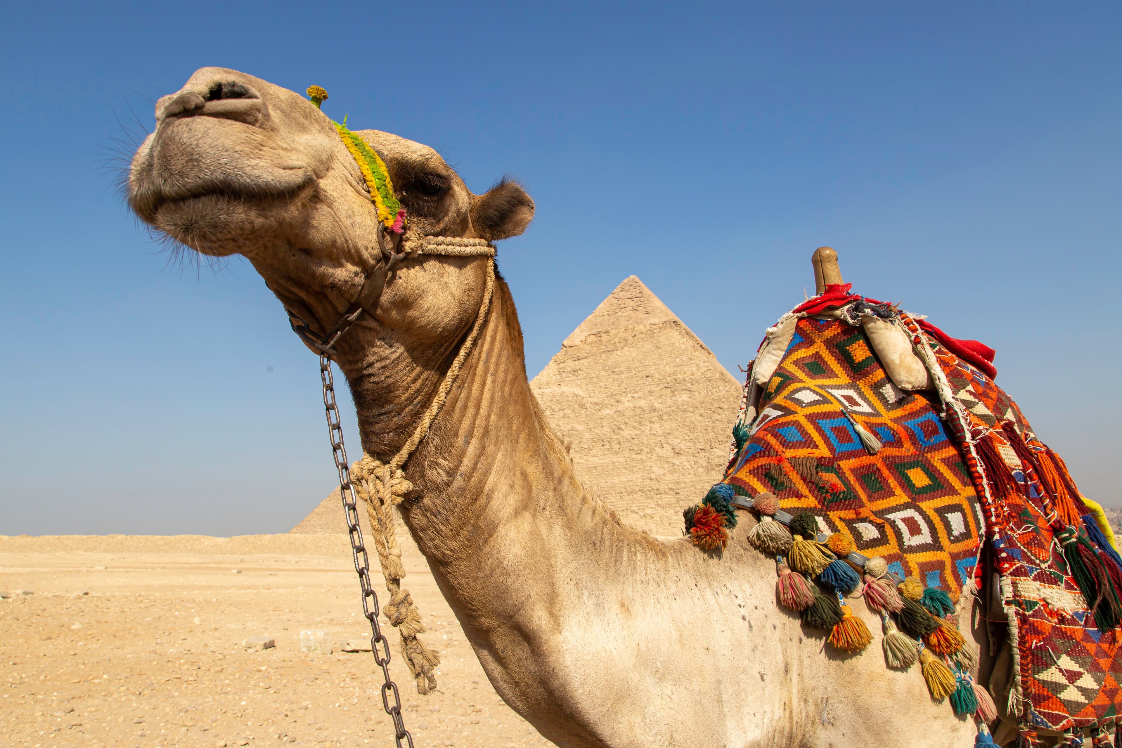 F35A6906 - Giza camel and pyramid.jpg