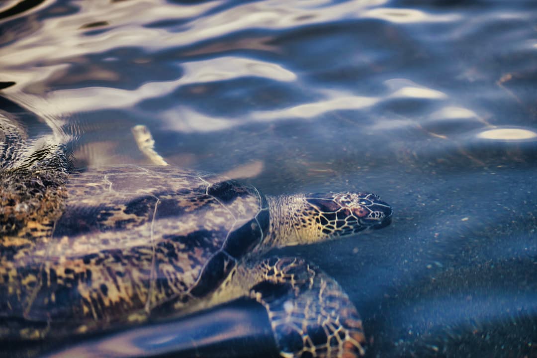 Sea Turtle Conservation in Action: An Exclusive Wildlife Encounter in Costa Rica - Article