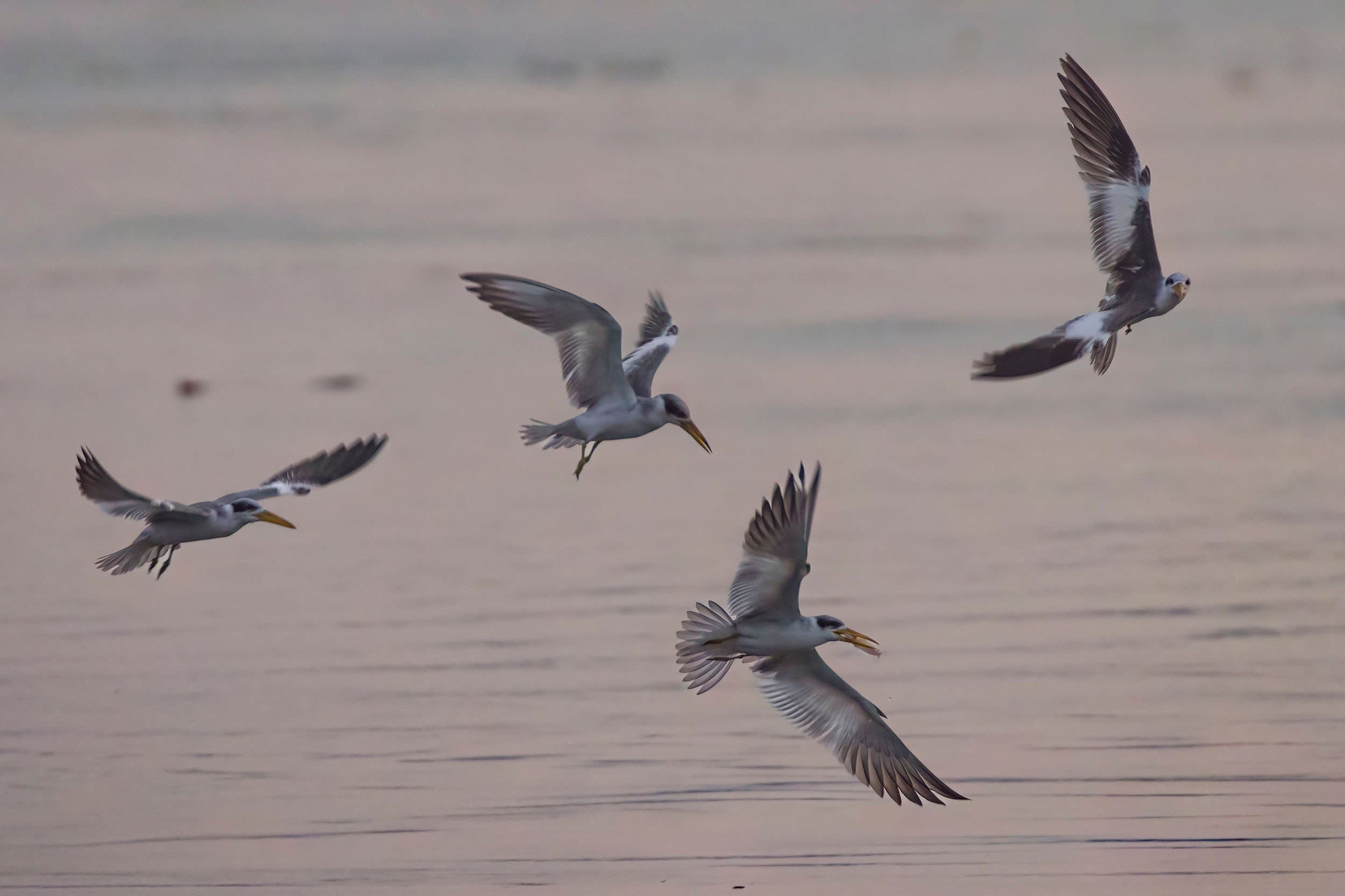 four gray birds in flight