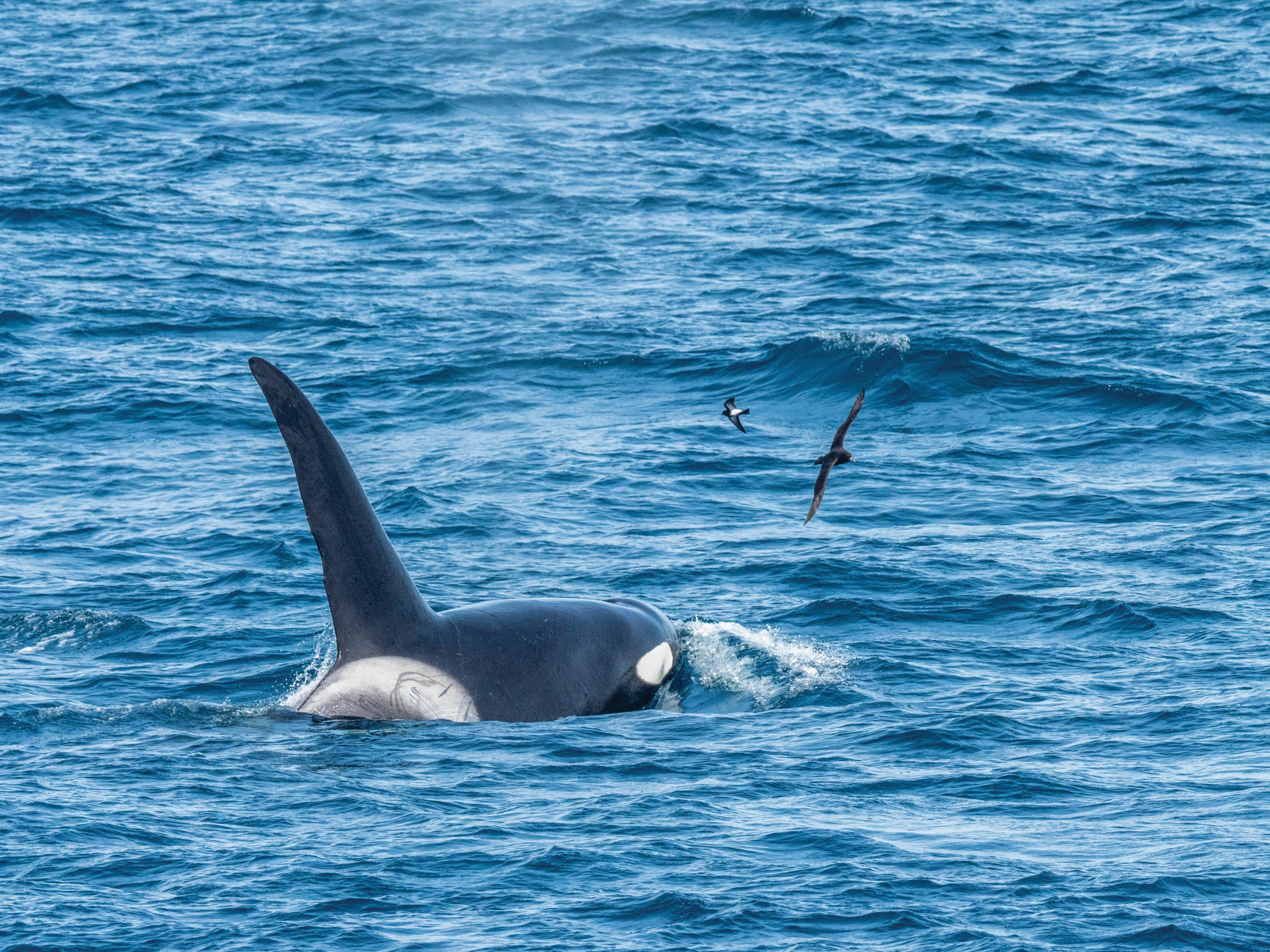 Large RGB-LEX-South Georgia Orca MSN-0320323.jpg