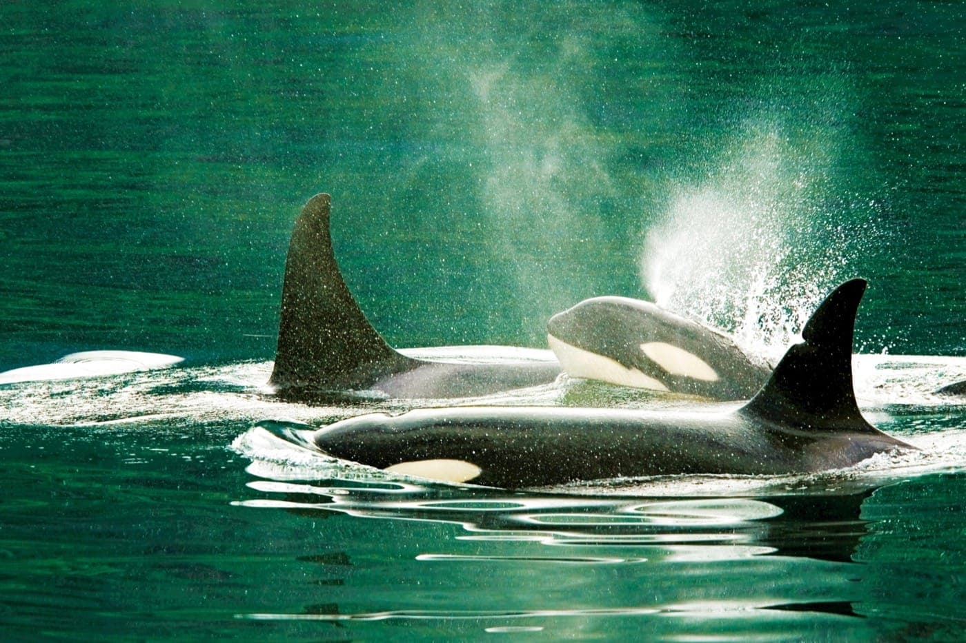 a tight-knit group of orcas, two with their large shark-like fins visible