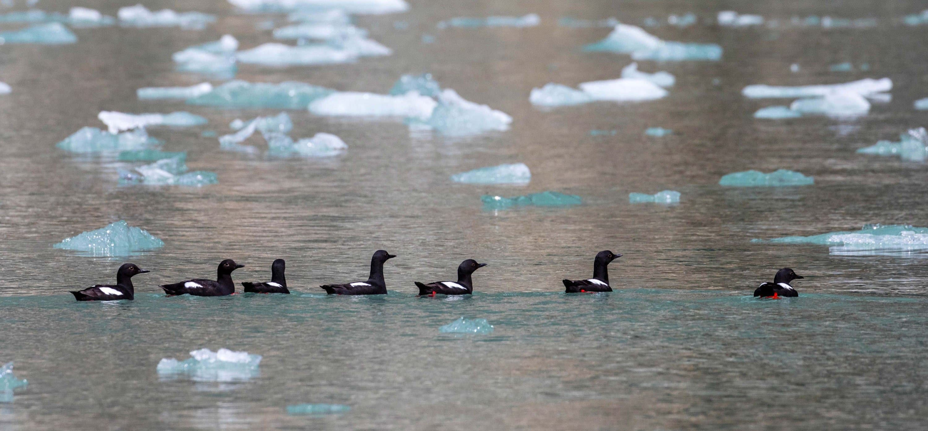 Hero Image Michael S Nolan_0617-0519-0621-Alaska_082.jpg