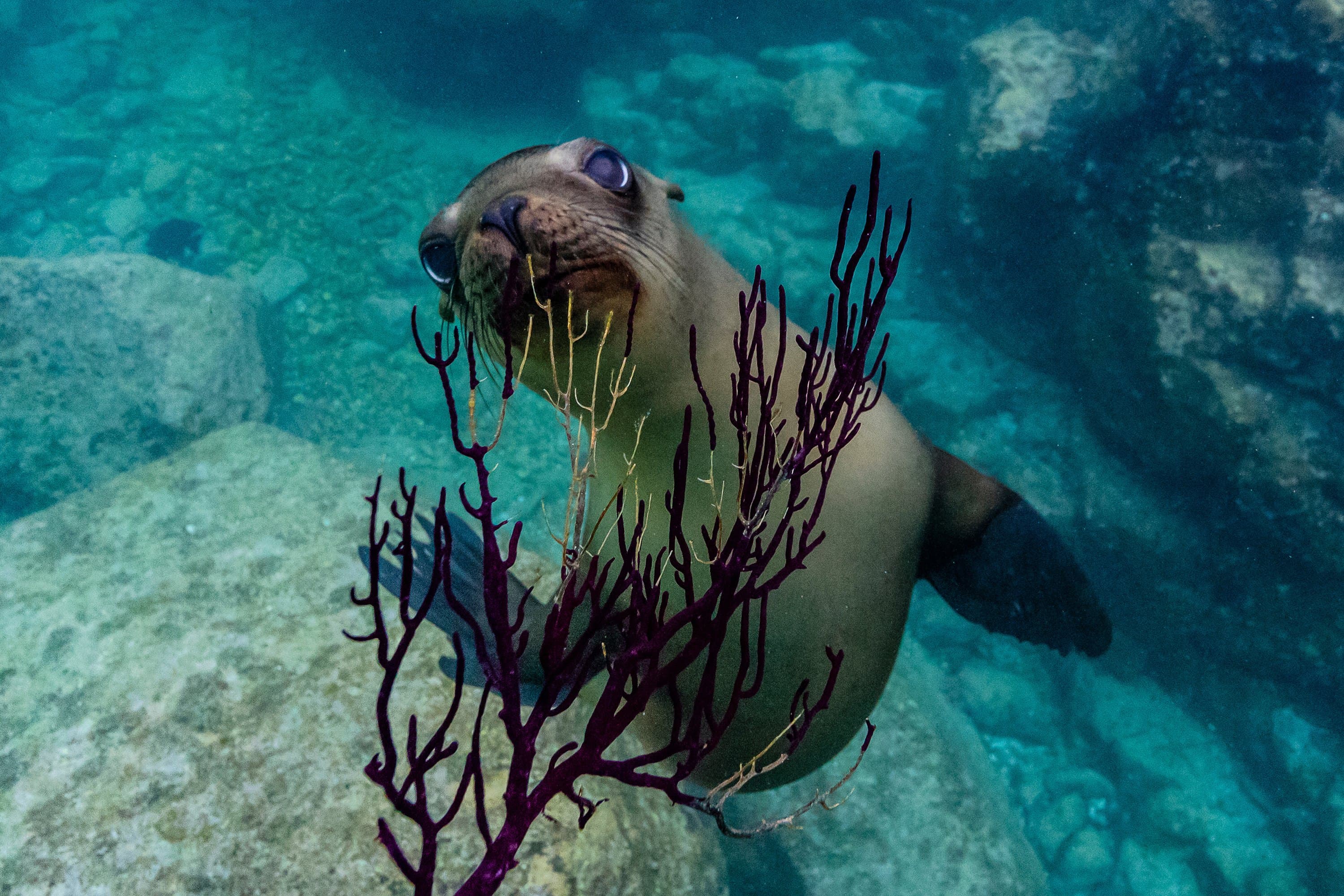 Large RGB-LEX-Mexico Baja California Sur RLH-MX18-41953.jpg